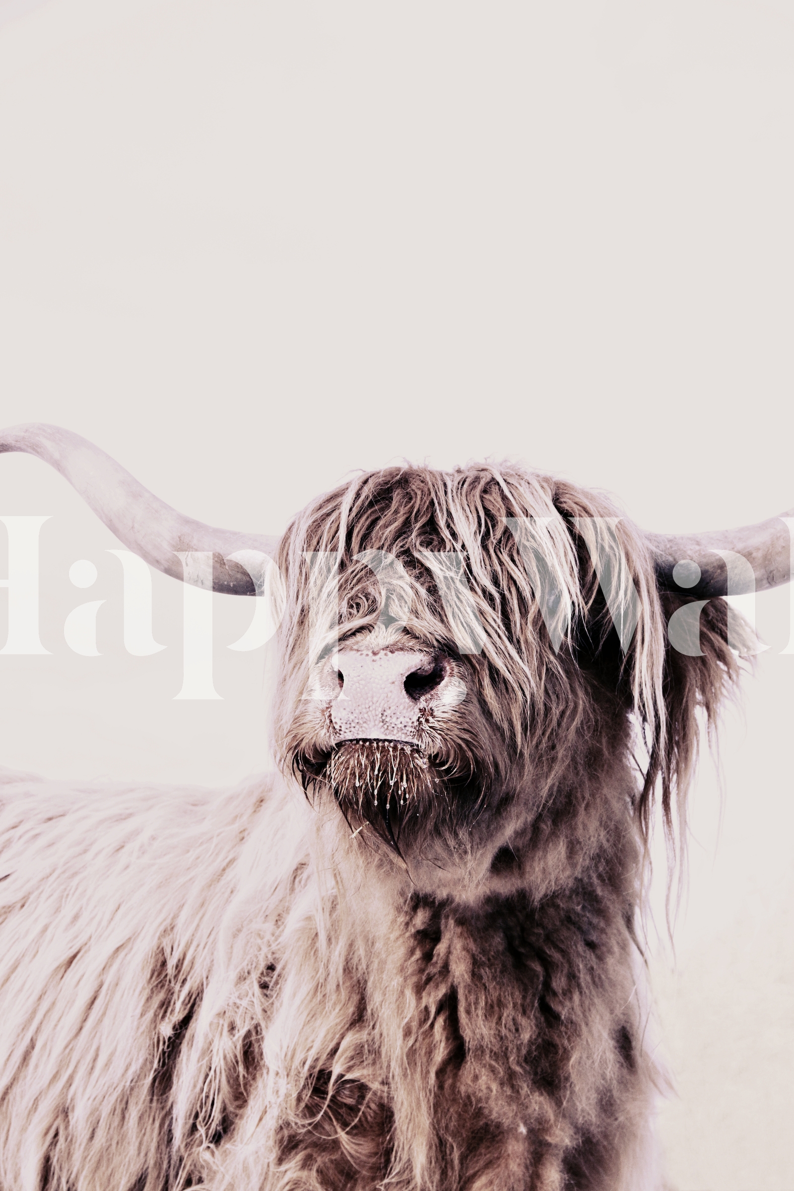 Scottish Highland Cattle 1 Wallpaper