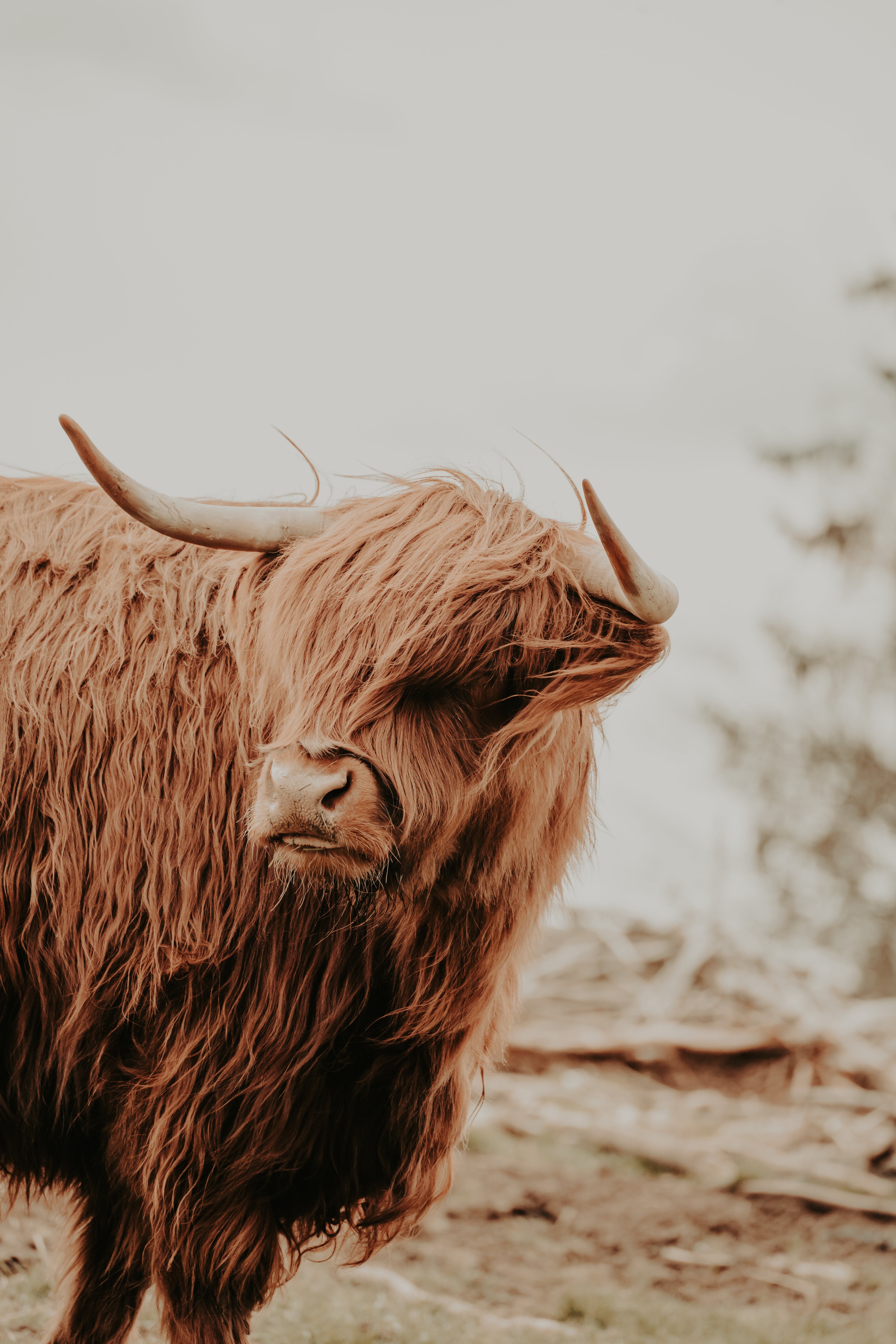Highland Cow on a Field · Free