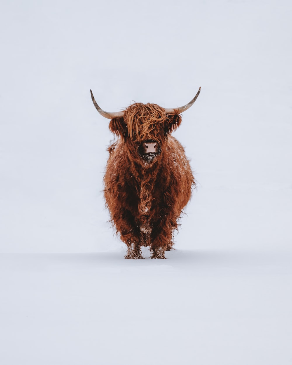 Highland Cow Picture. Download