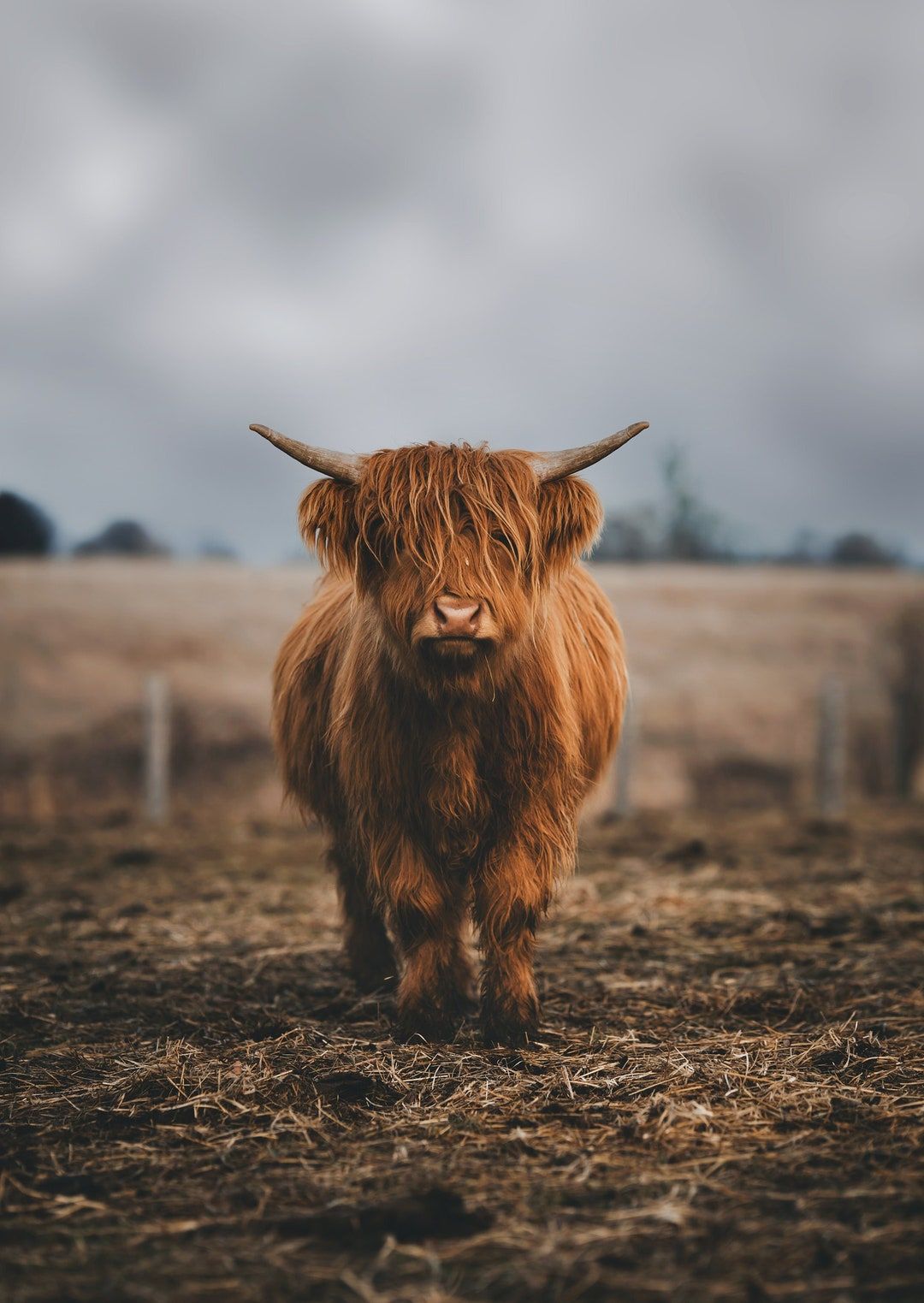 Highland Cow Print. Fluffy