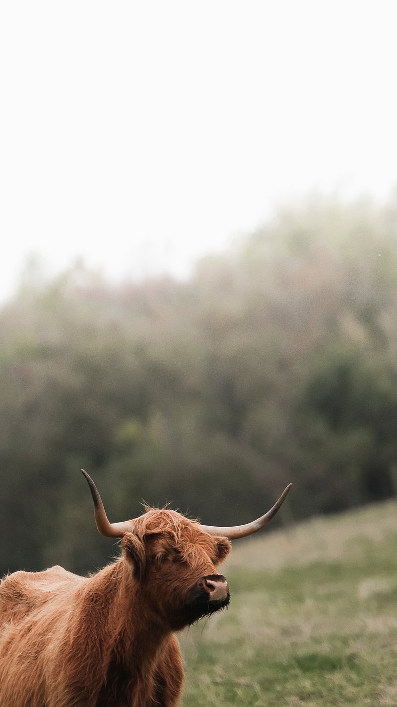 Cattle background, hairy Scottish