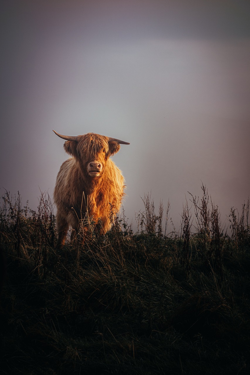 Highland Cow Animal Pasture