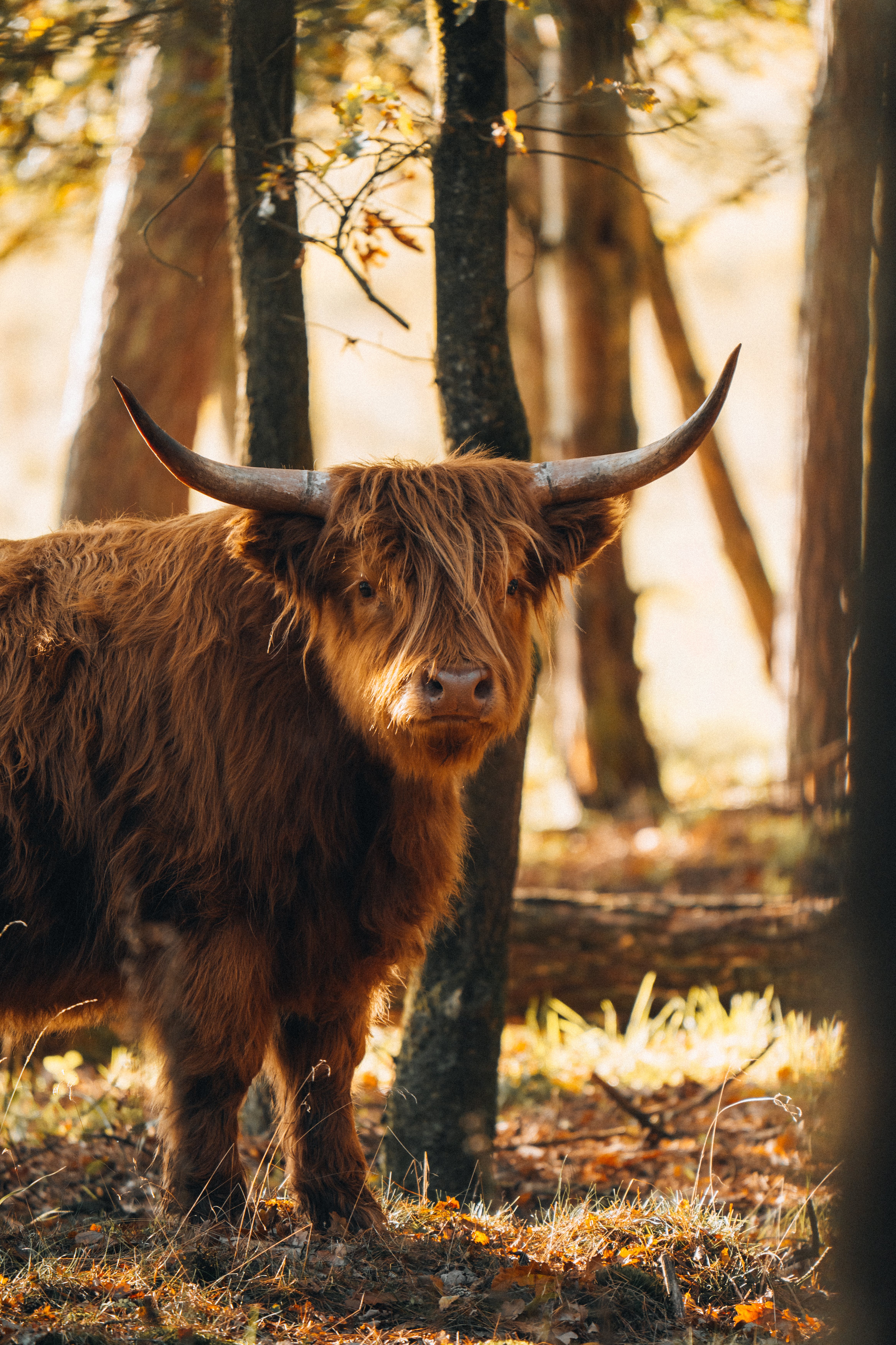 Highland Cow Standing in Forest · Free