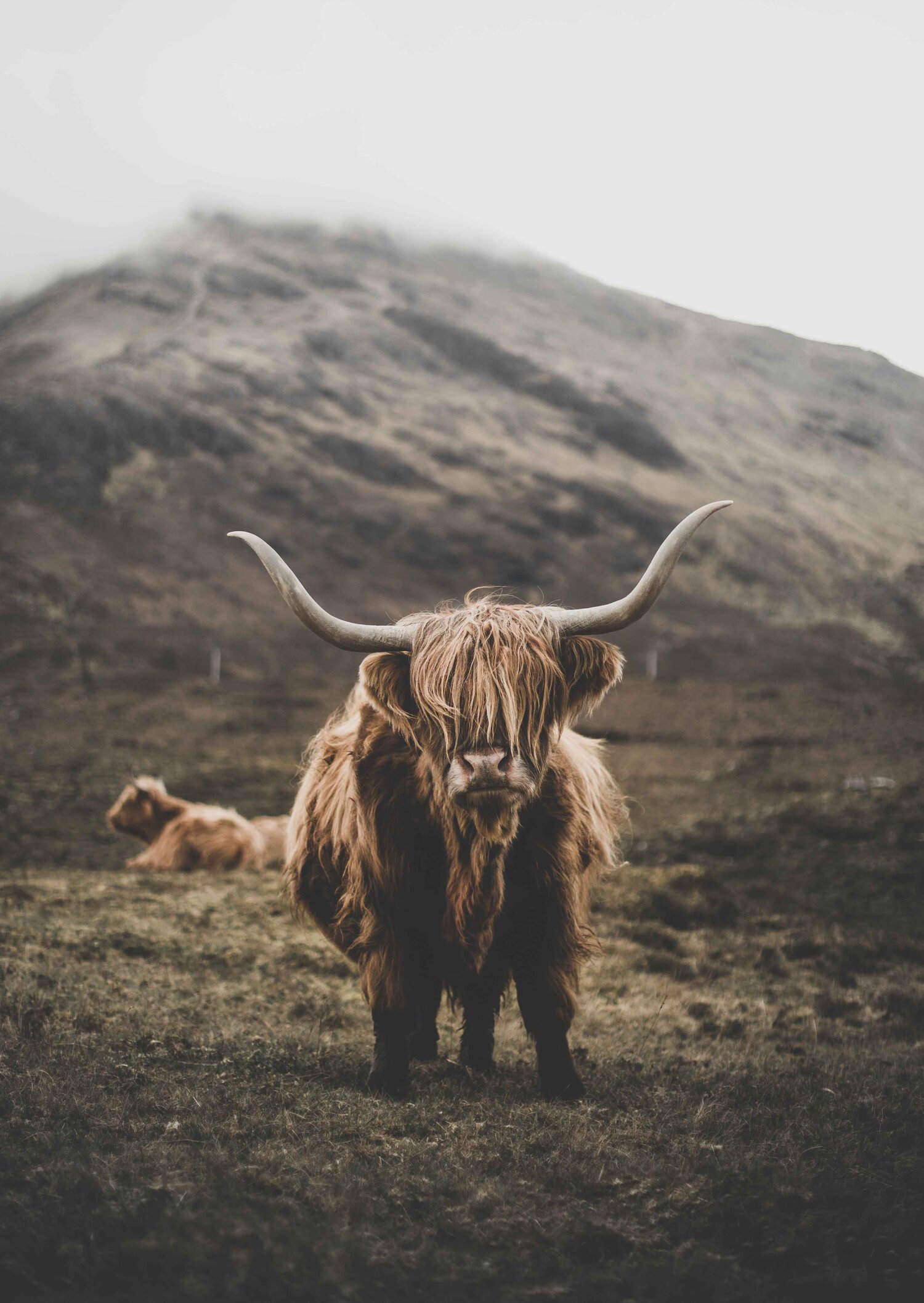 Highland Cow Photography Print