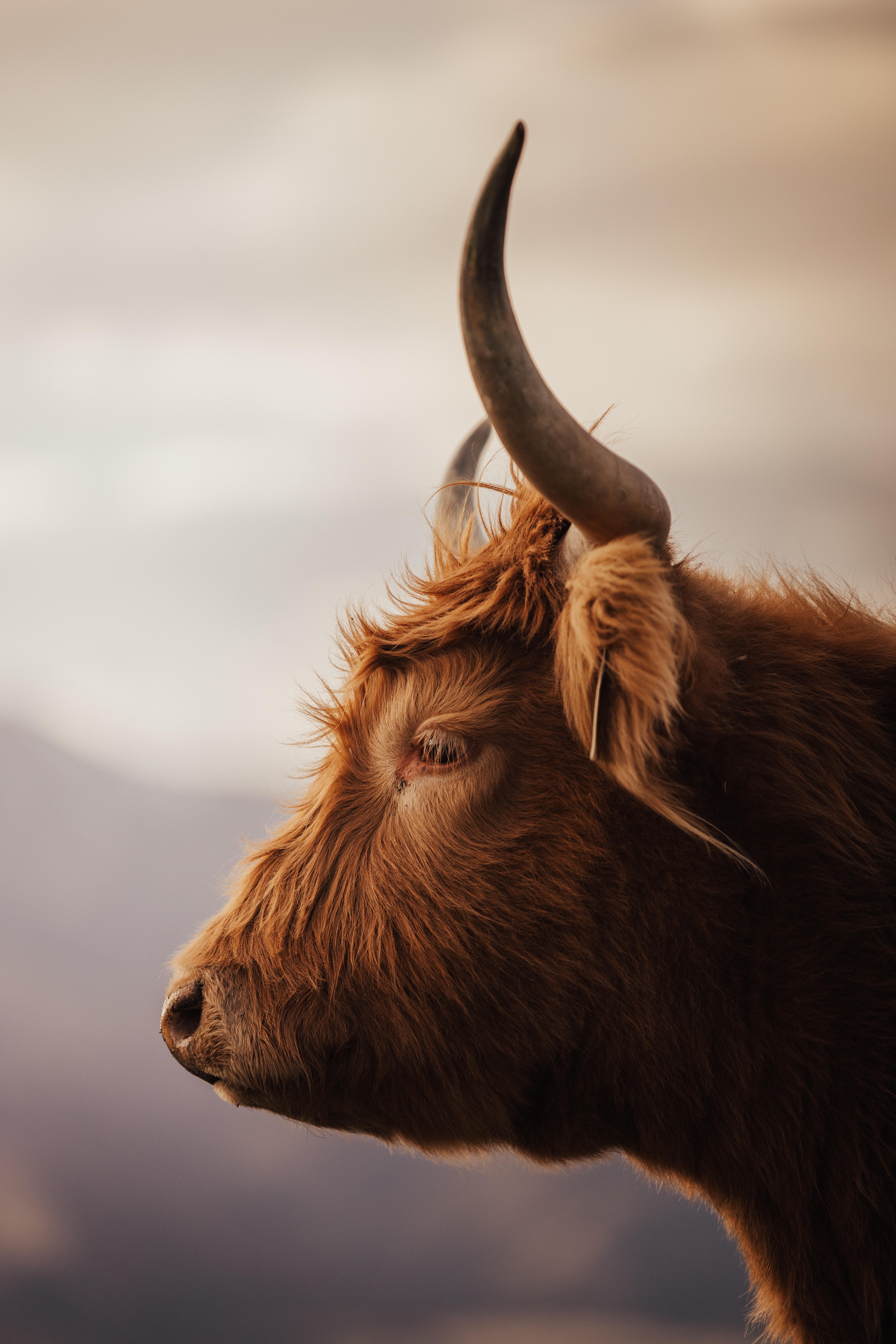 ITAP of a highland cow