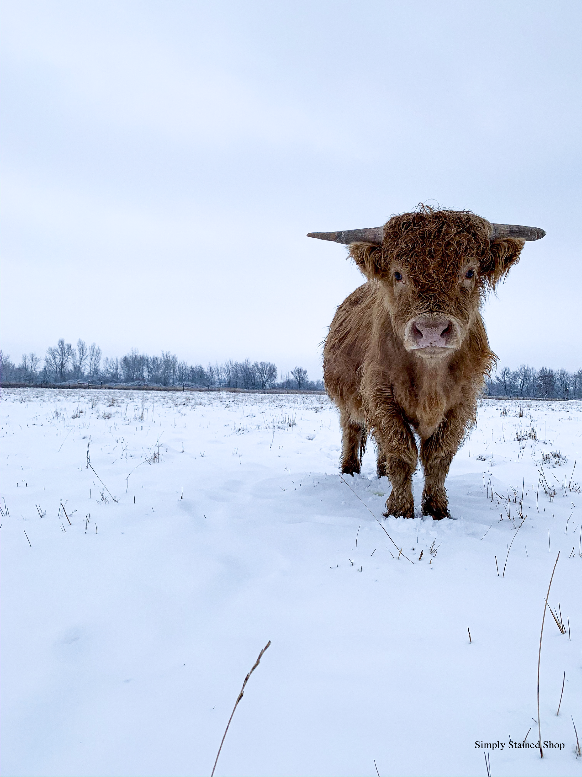 Highland Cow Background. Highland cow