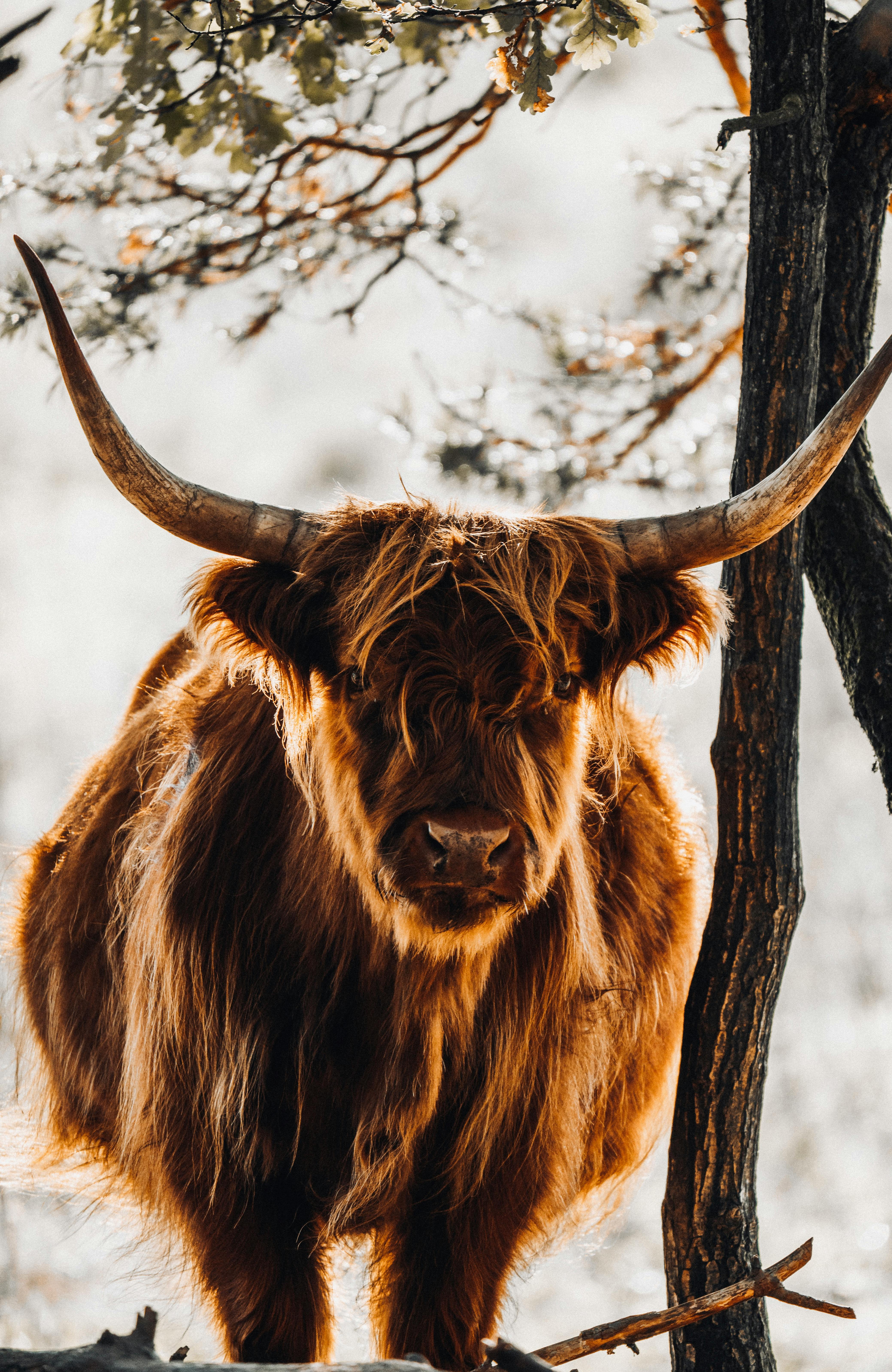 Highland Cow & HD Image