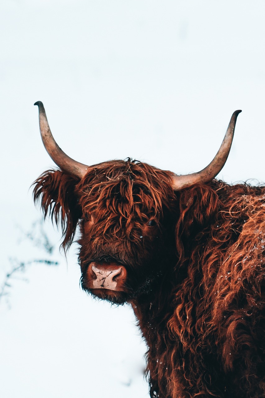 Highland Cattle Cow Animal photo