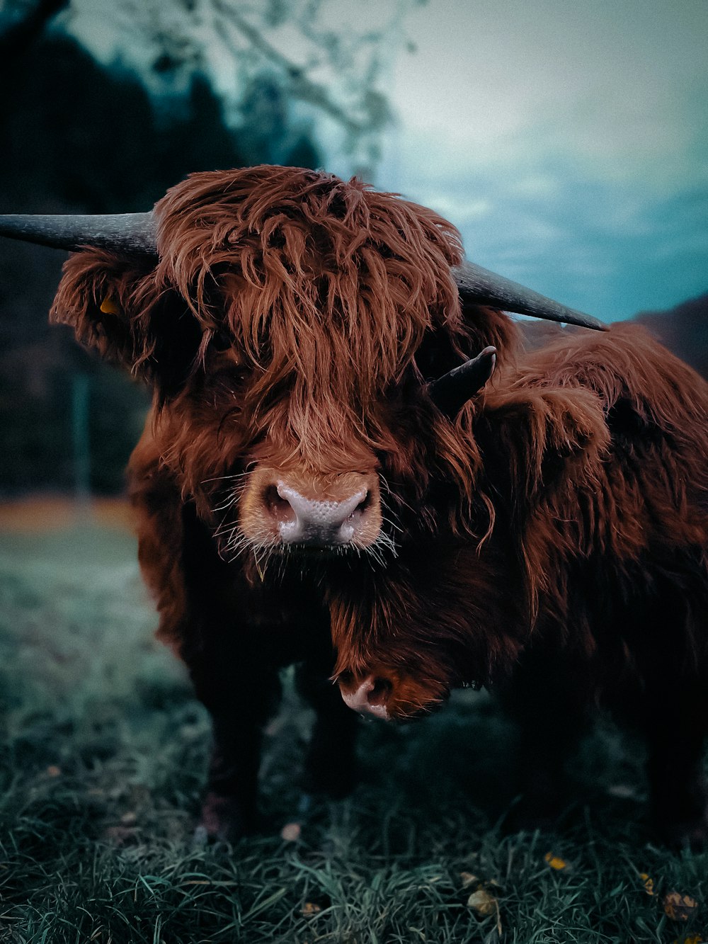 A large brown bull with long horns