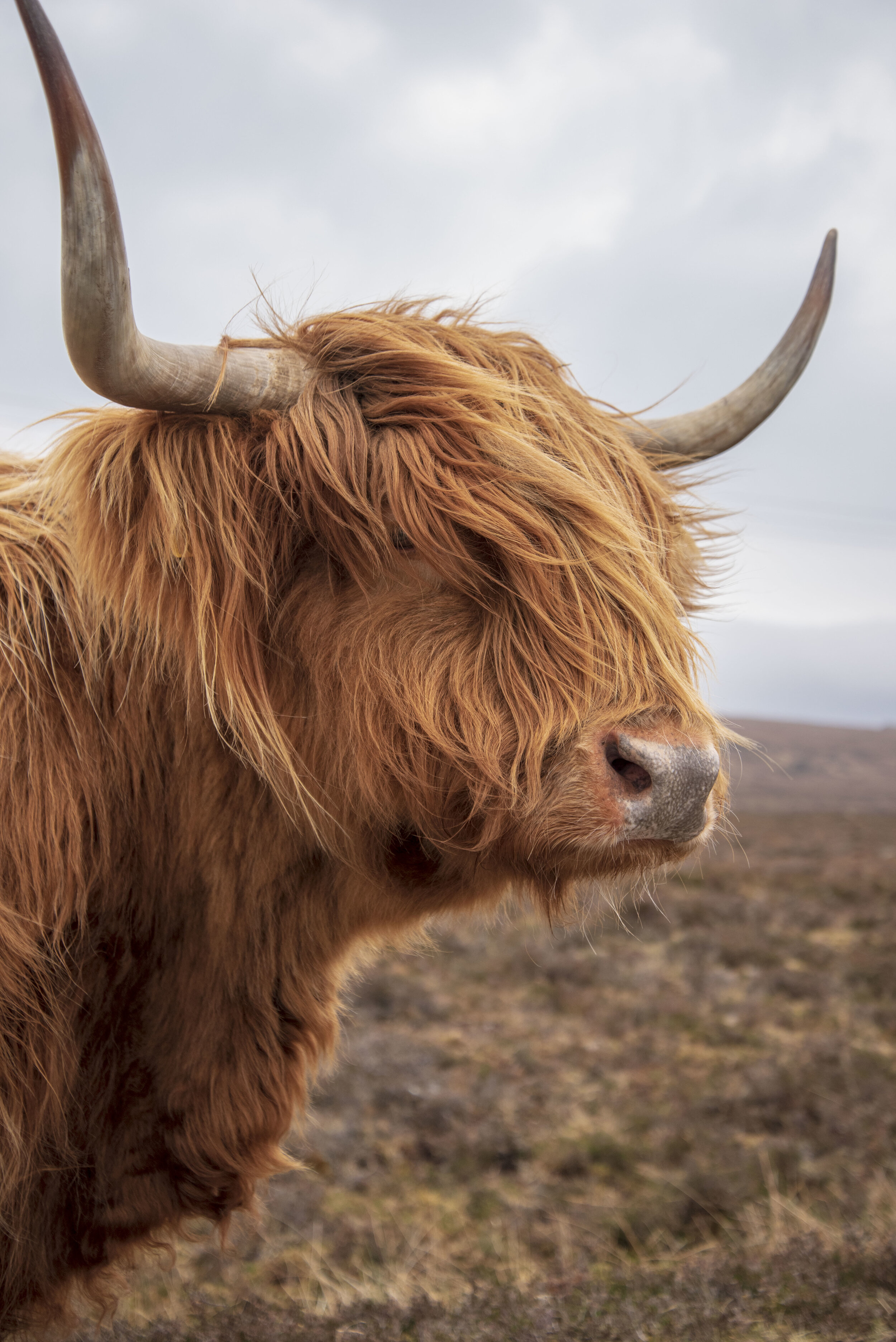 Highland Cows in Applecross, Scotland