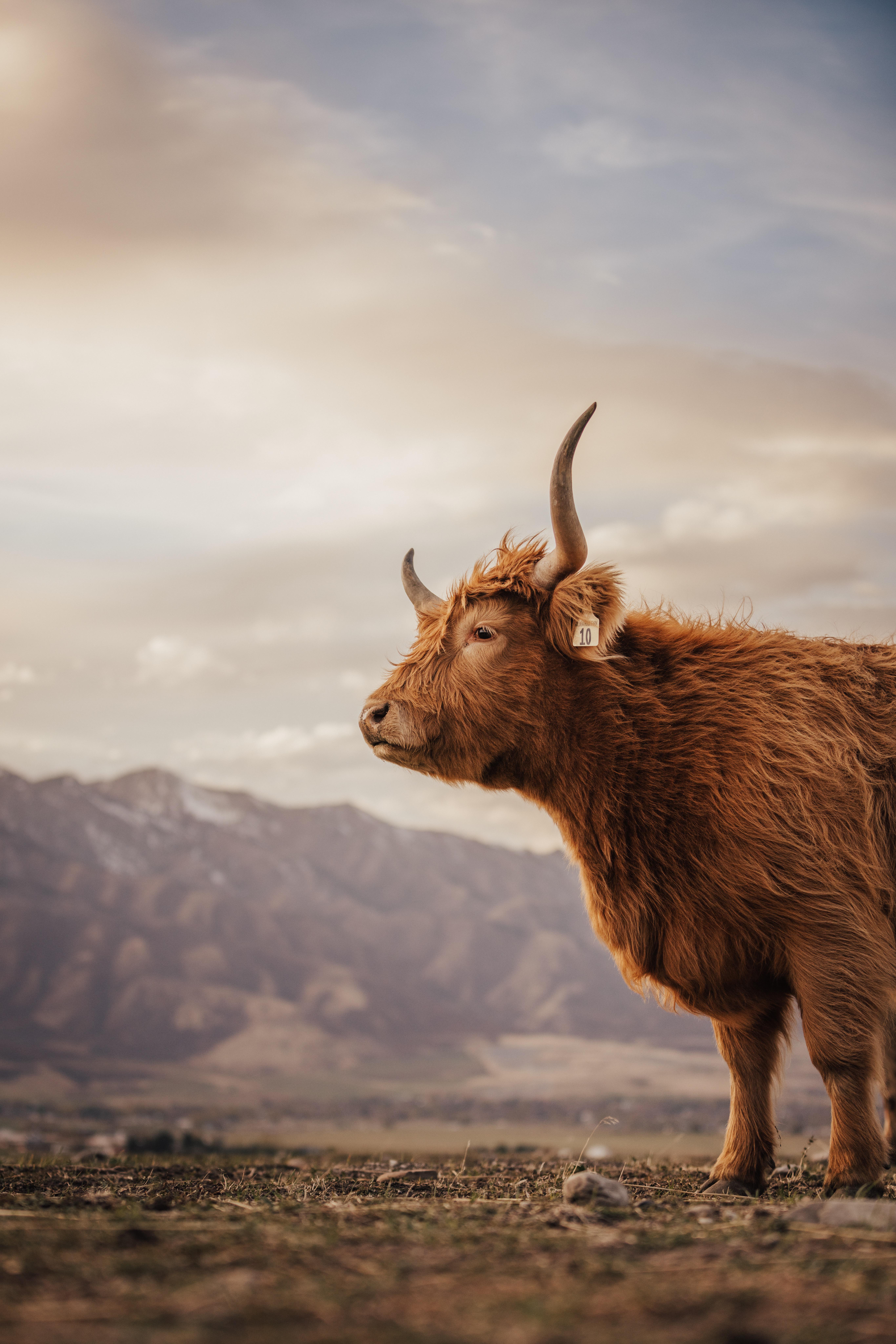 ITAP of a Highland Cow