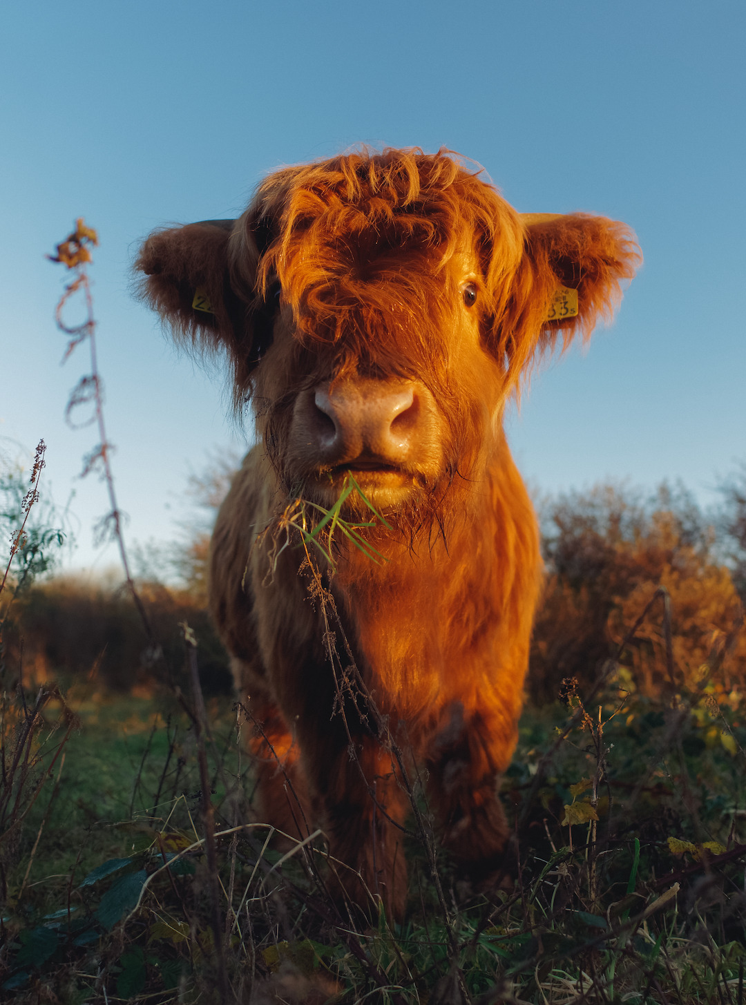 Cows are the new Cats