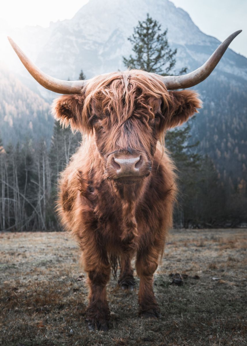 Highland Cow' Poster, picture, metal