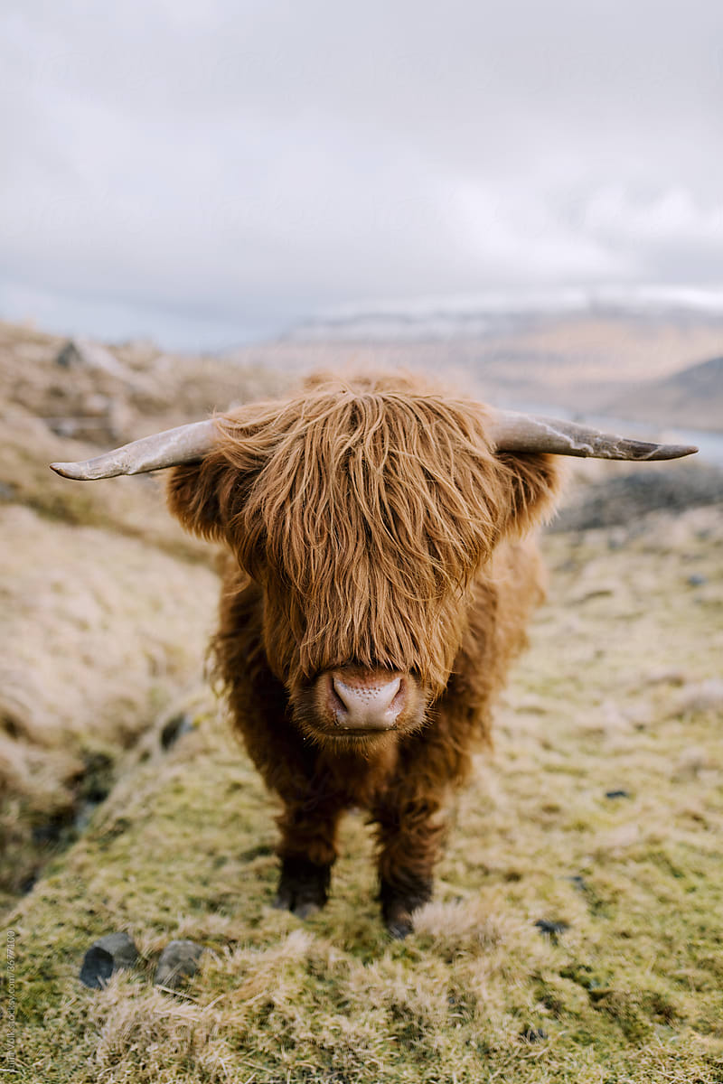 Highland Cattle