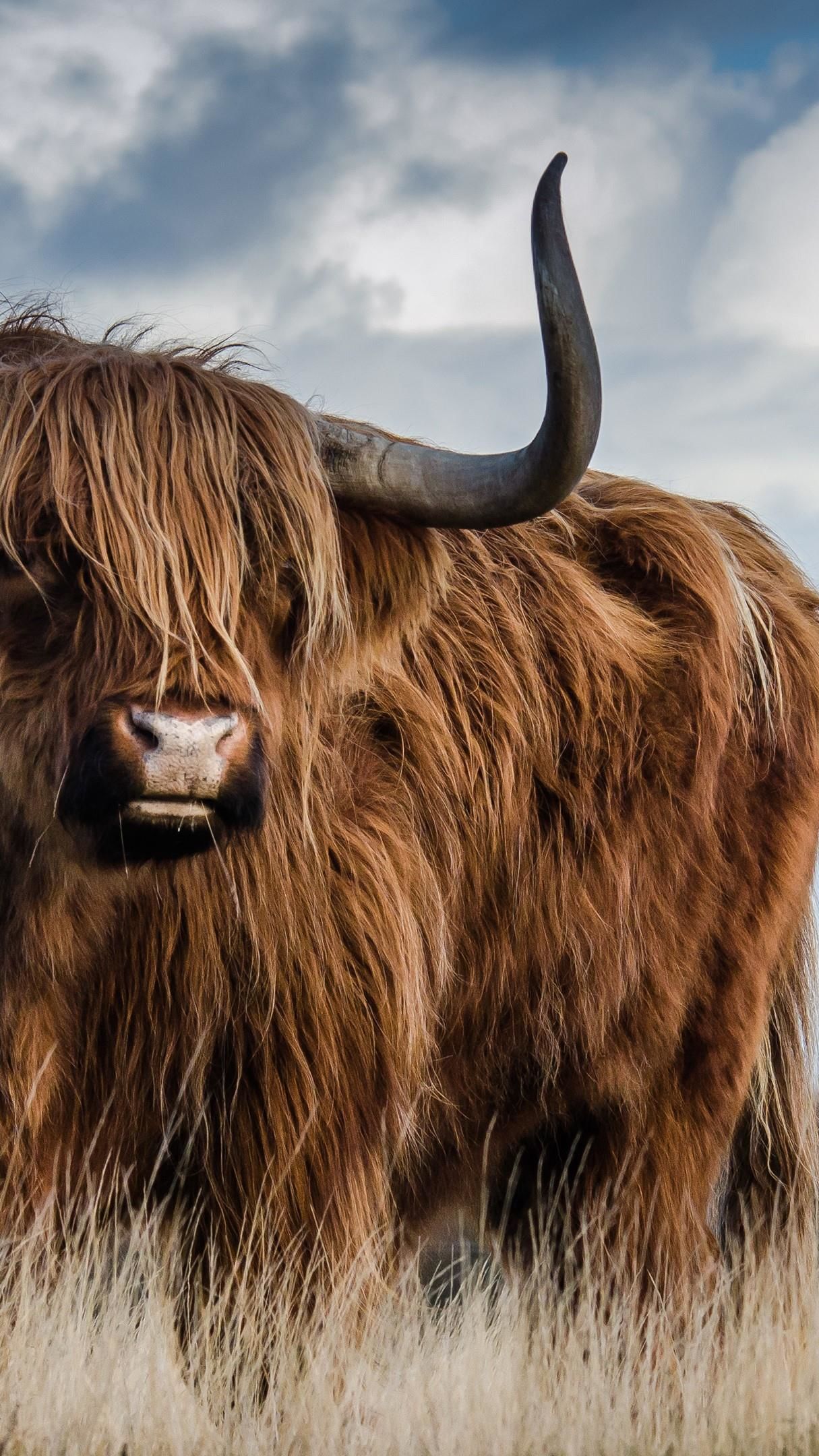 Scottish Highland Cattle