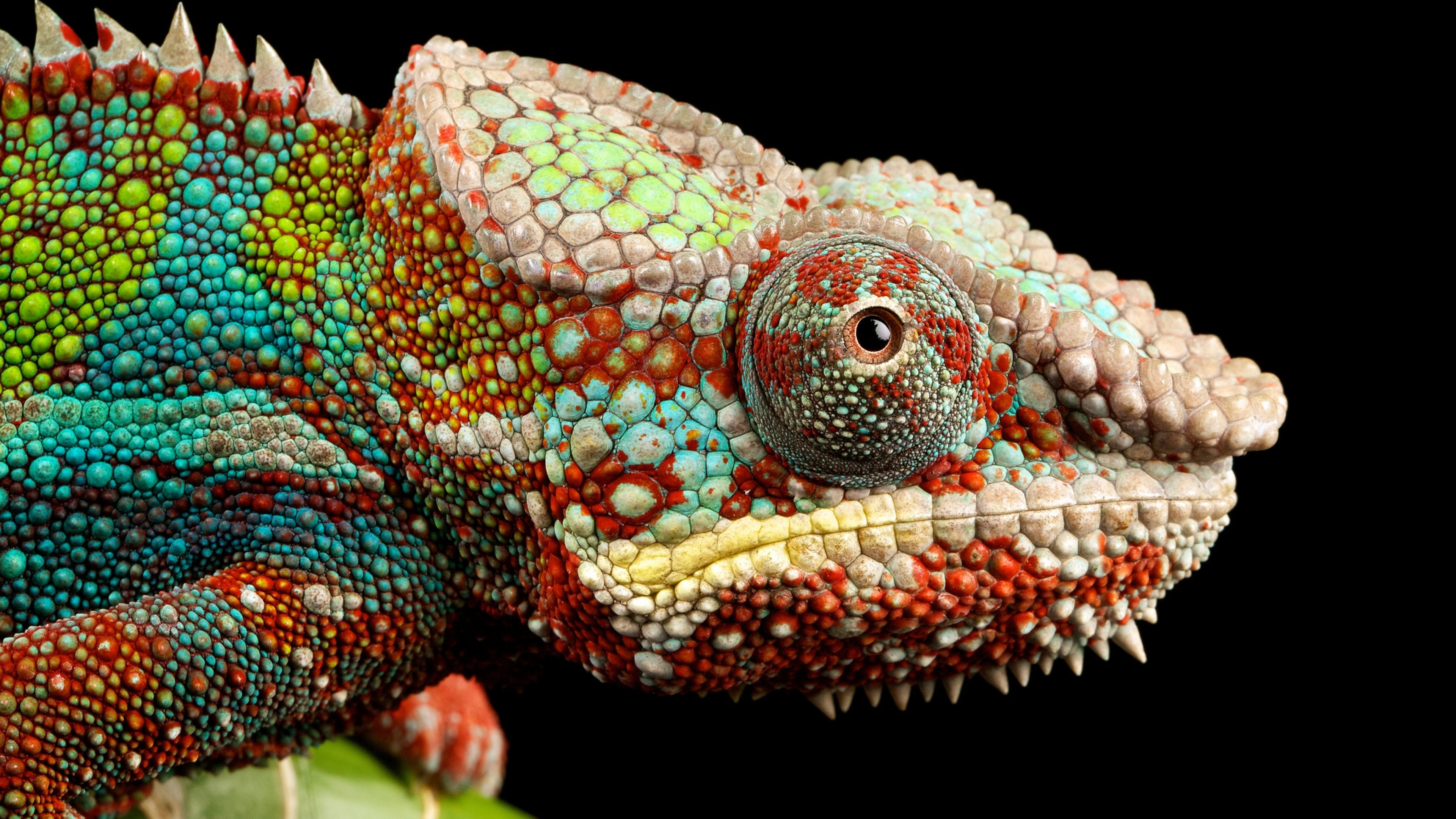 Chameleon Wallpaper 4K, Lizard