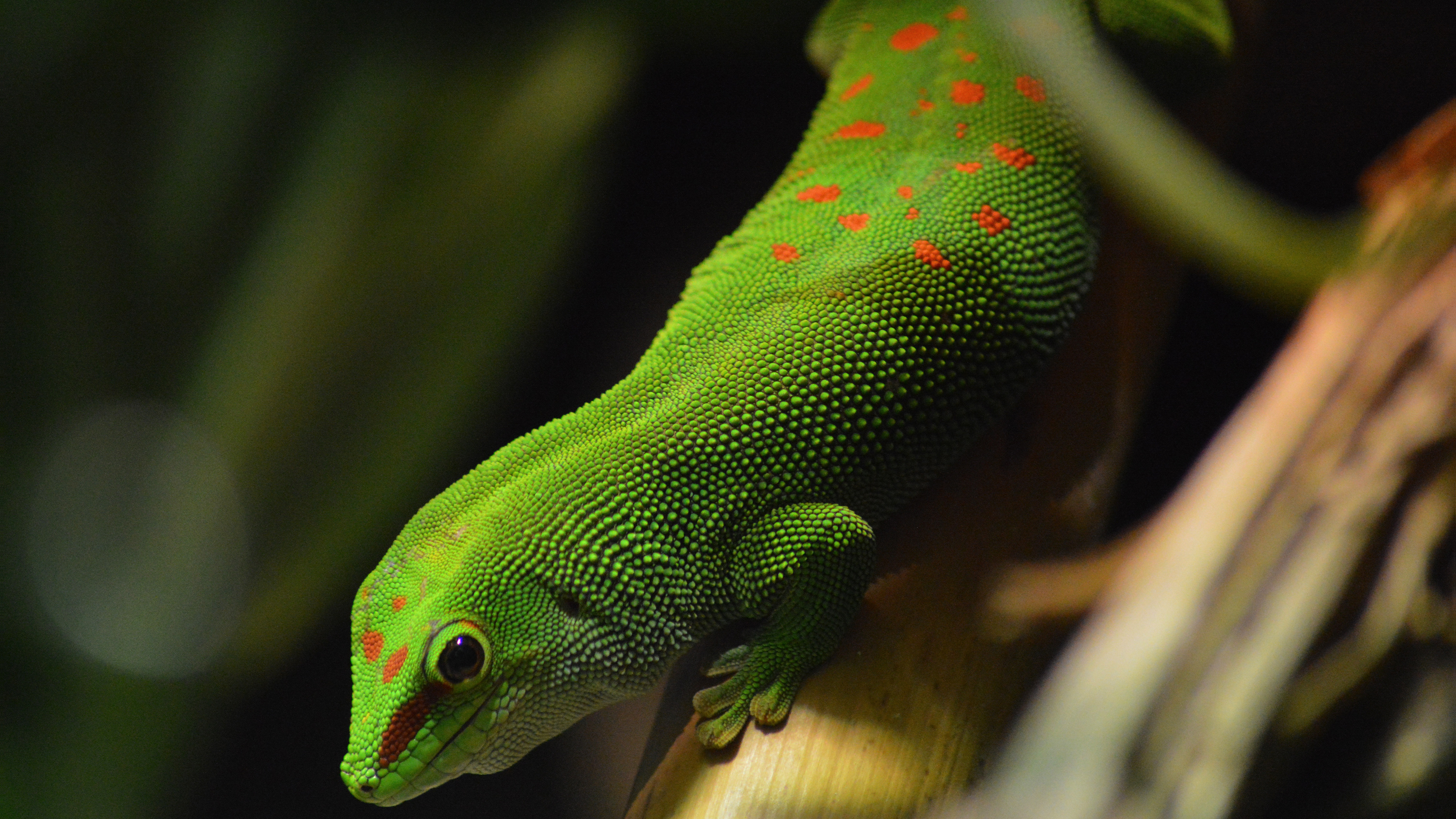 Reptilian Lizard Wallpaper 4K