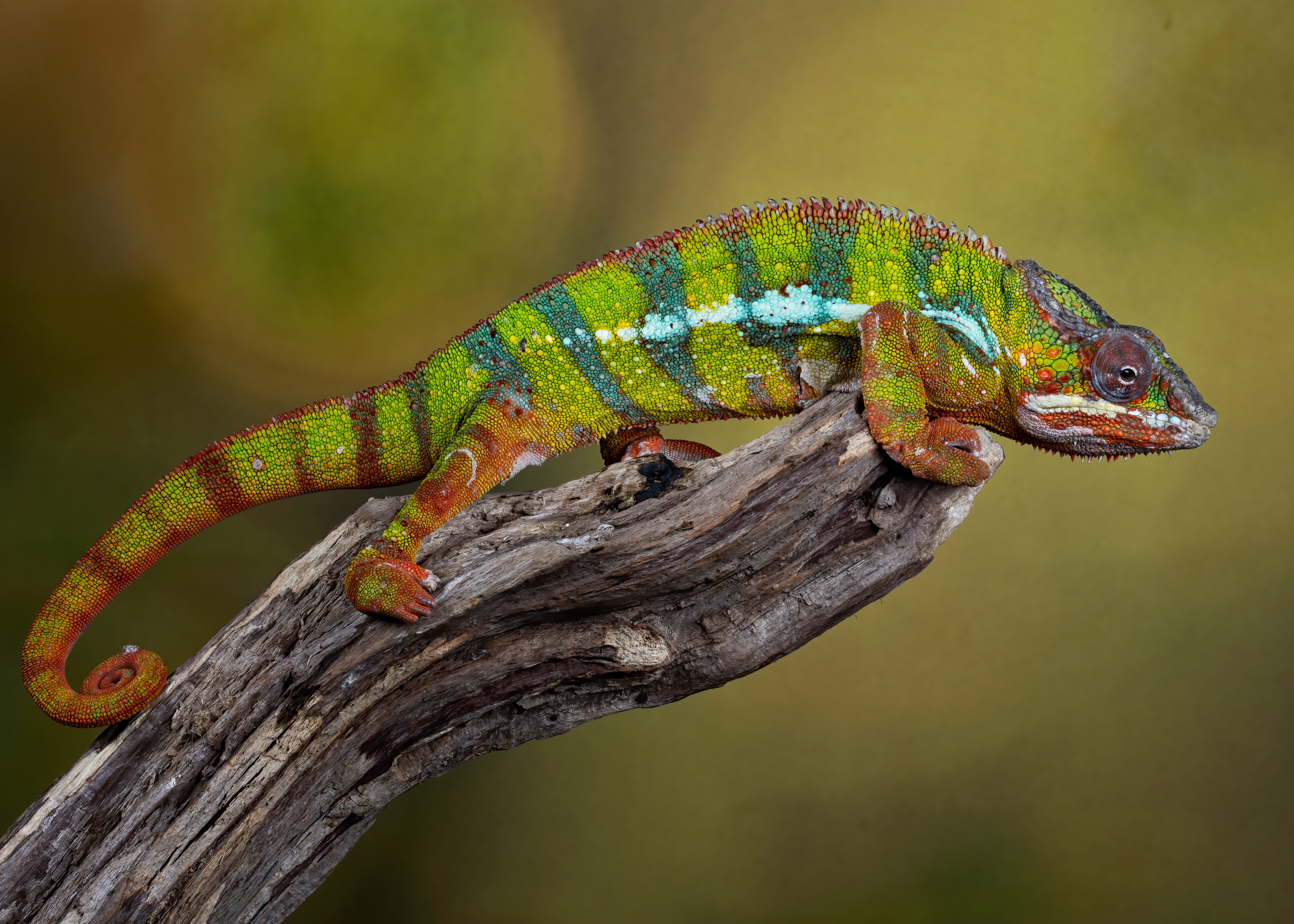 Animal Chameleon 4k Ultra HD Wallpaper