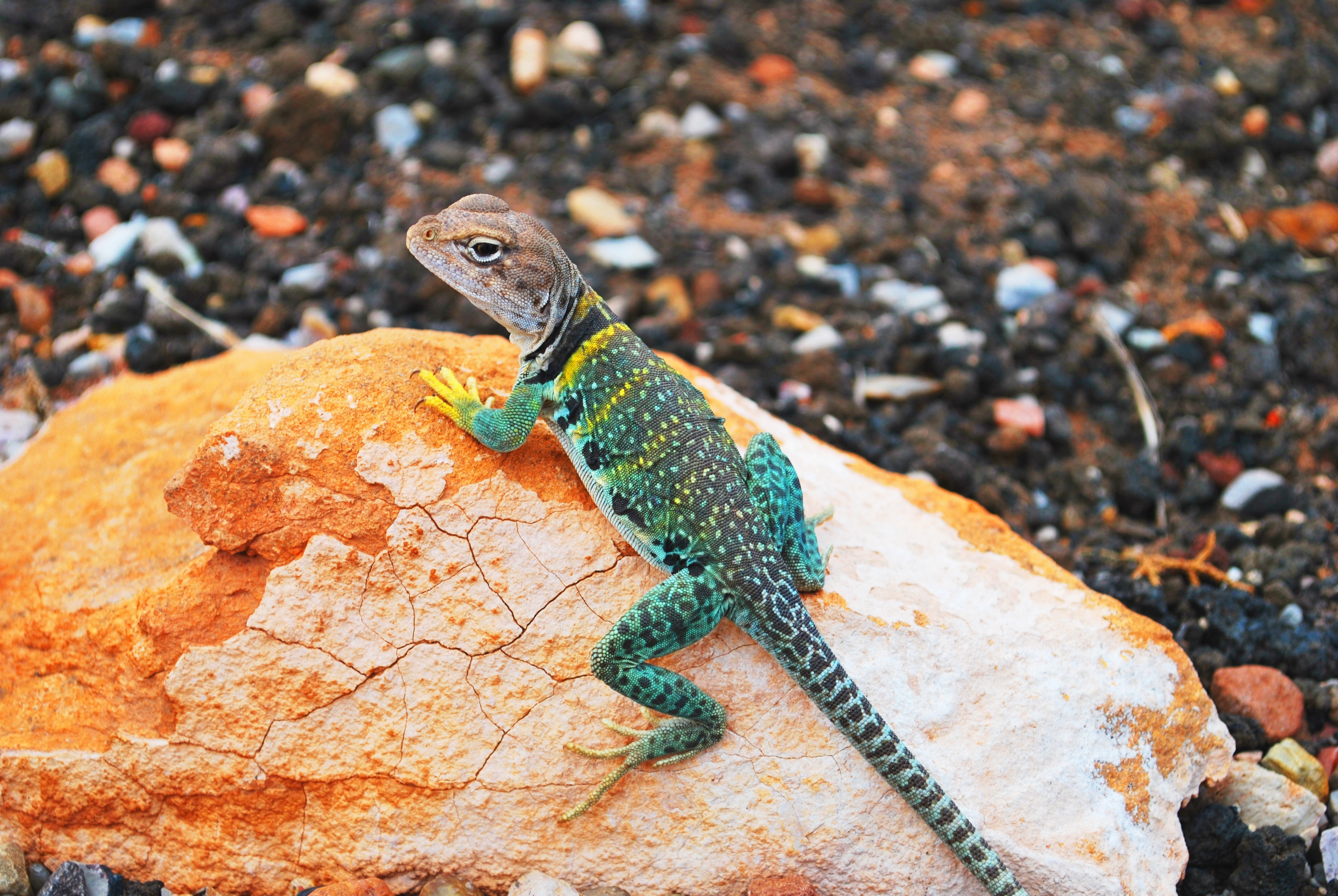 Animal Collared Lizard 4k Ultra HD