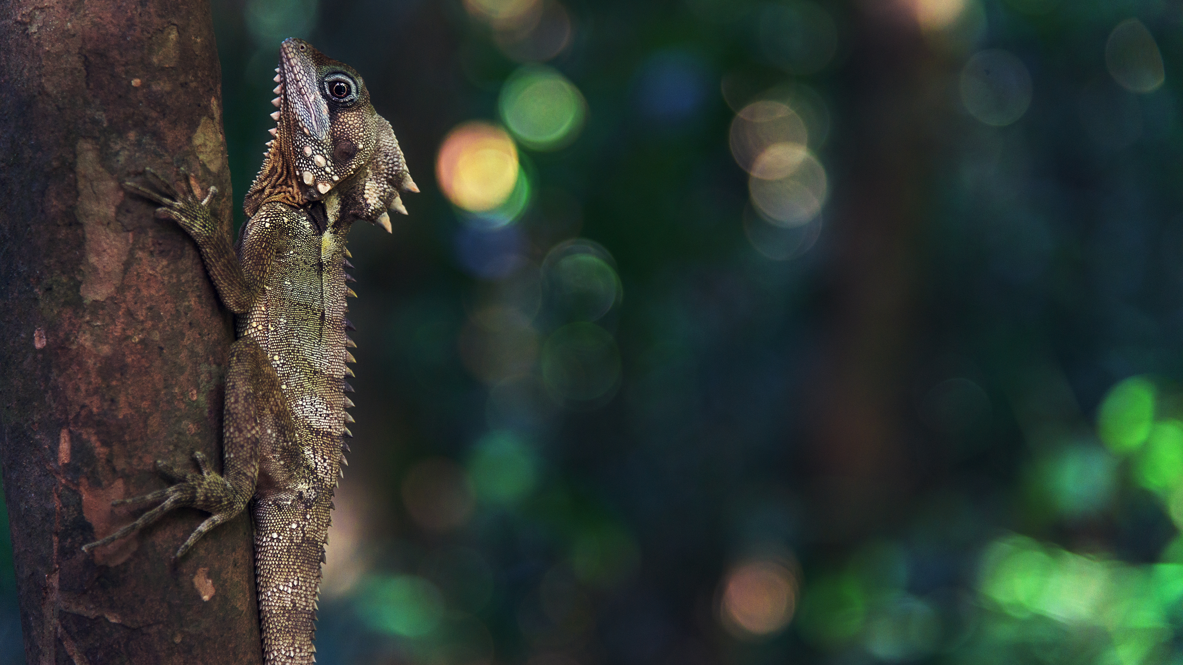 Animal Lizard 4k Ultra HD Wallpaper