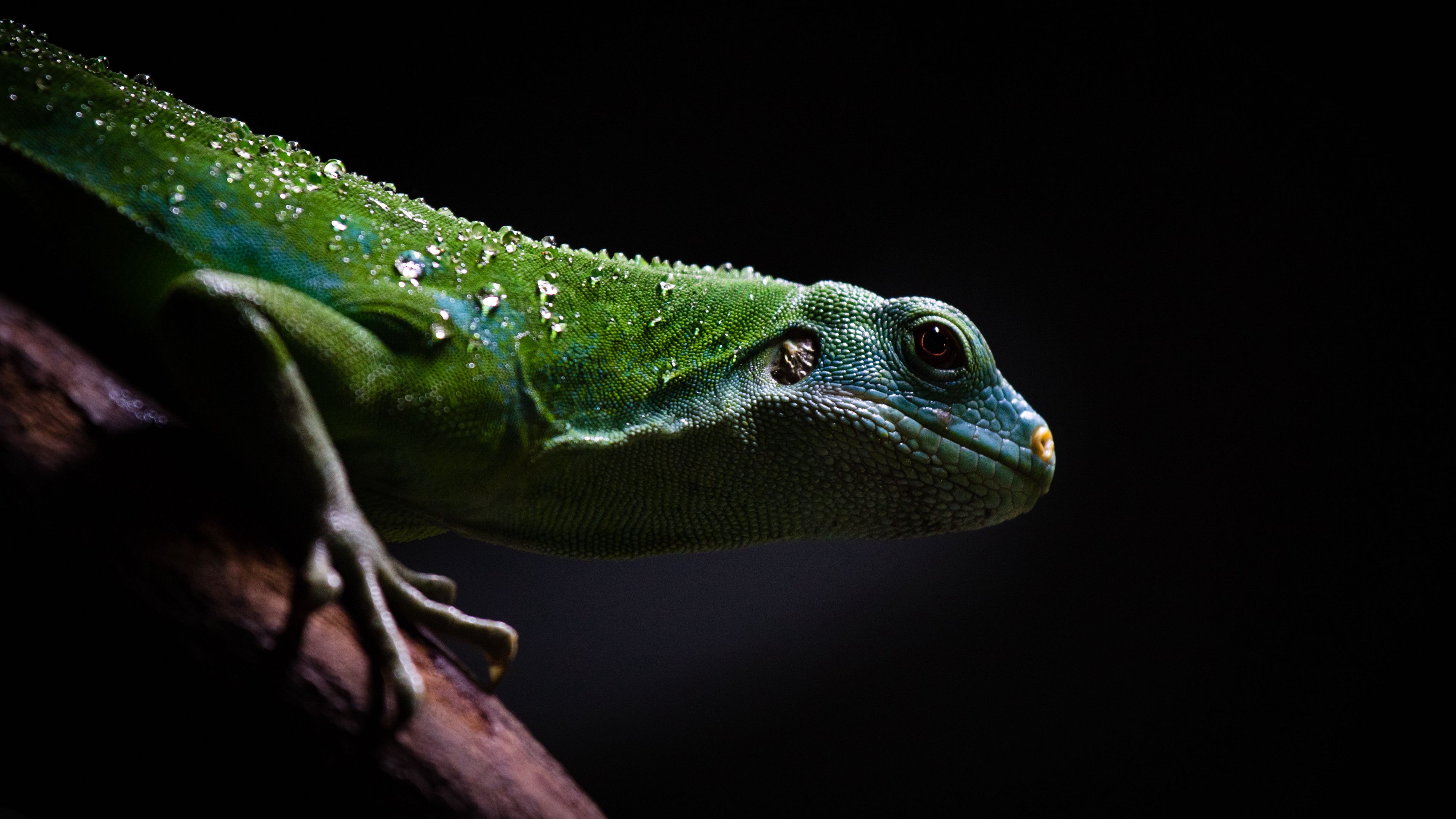 Download wallpaper 3840x2160 lizard