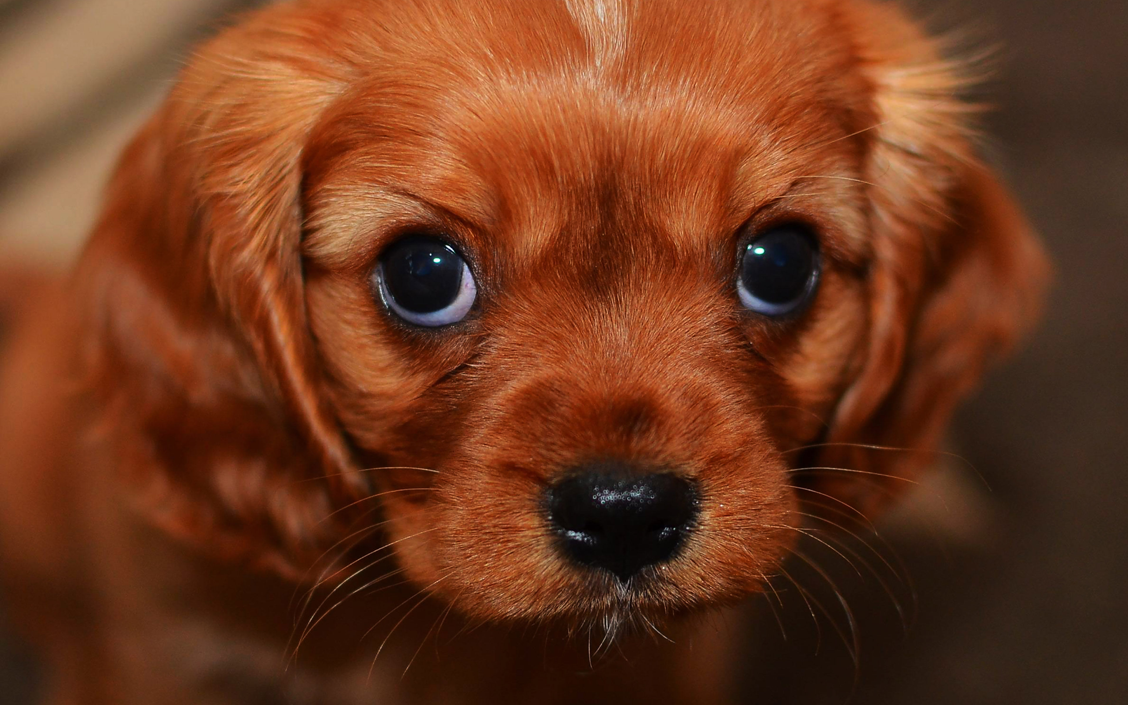 desktop, laptop. cute puppy wallpaper