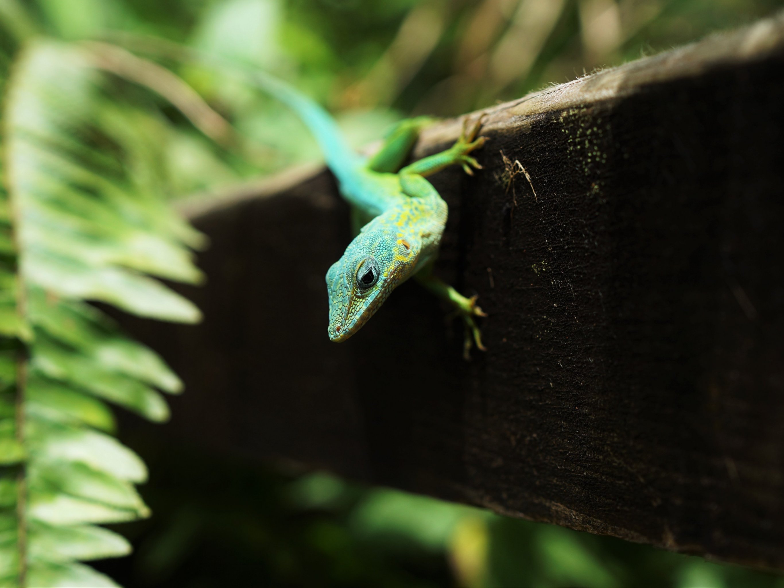 Lizard Wallpaper, Android