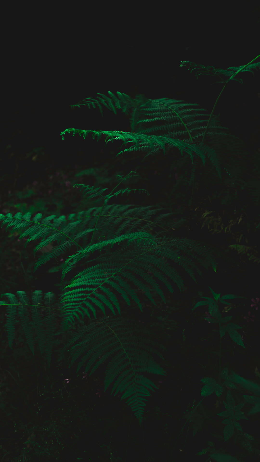 Dark Green Wallpaper