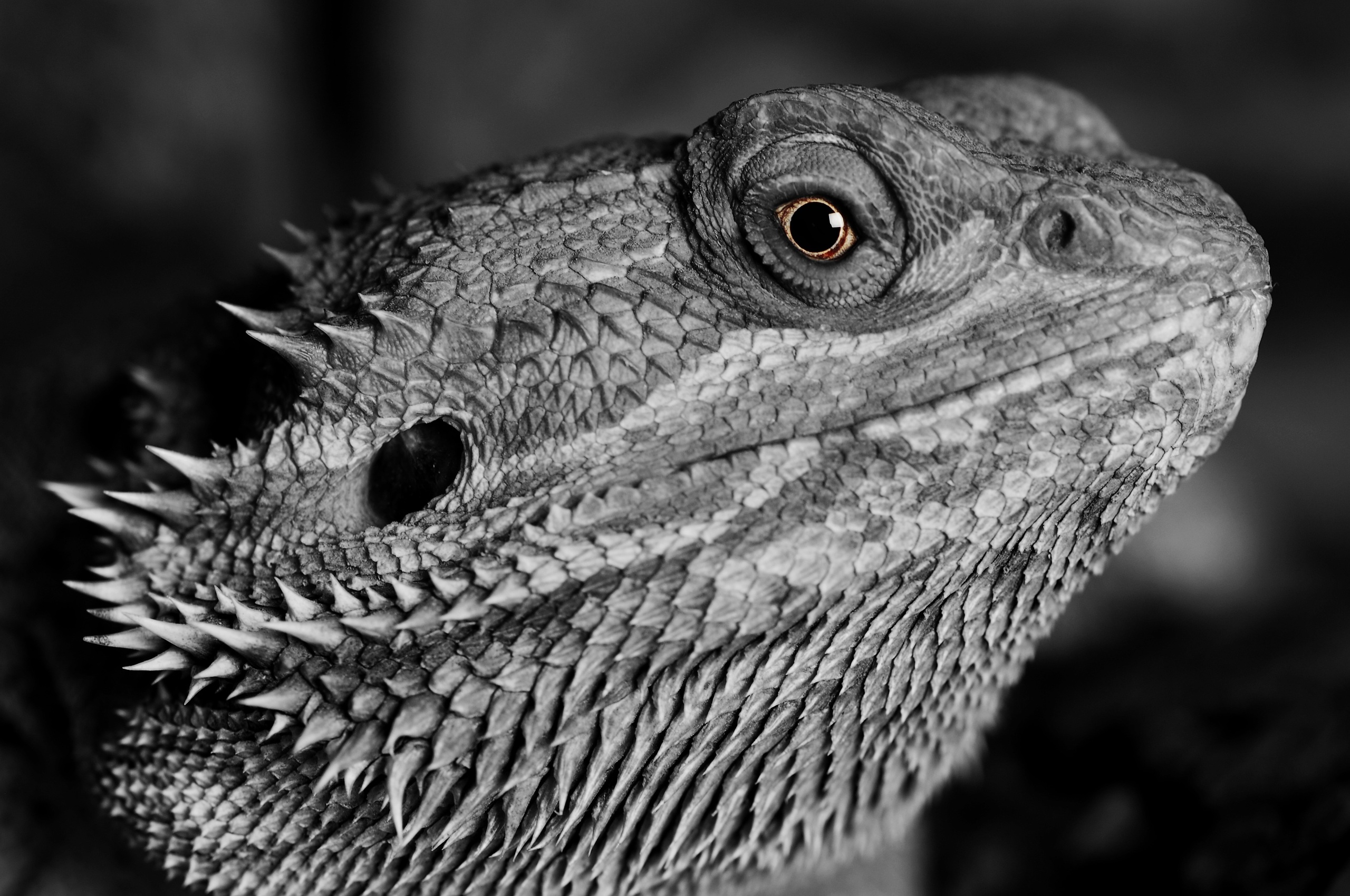 Lizard Reptile Monochrome 4k