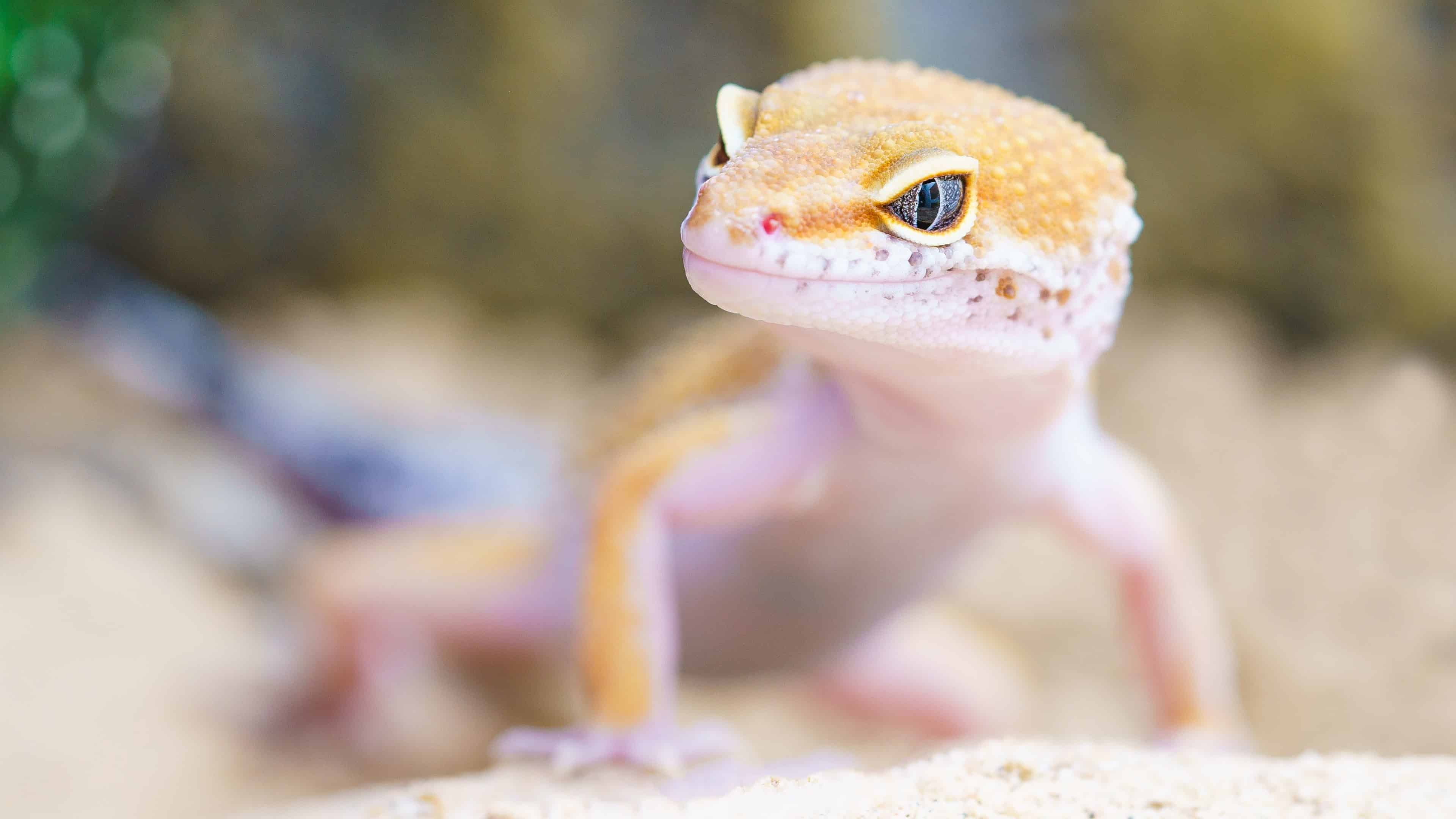 Gecko Lizard UHD 4K Wallpaper