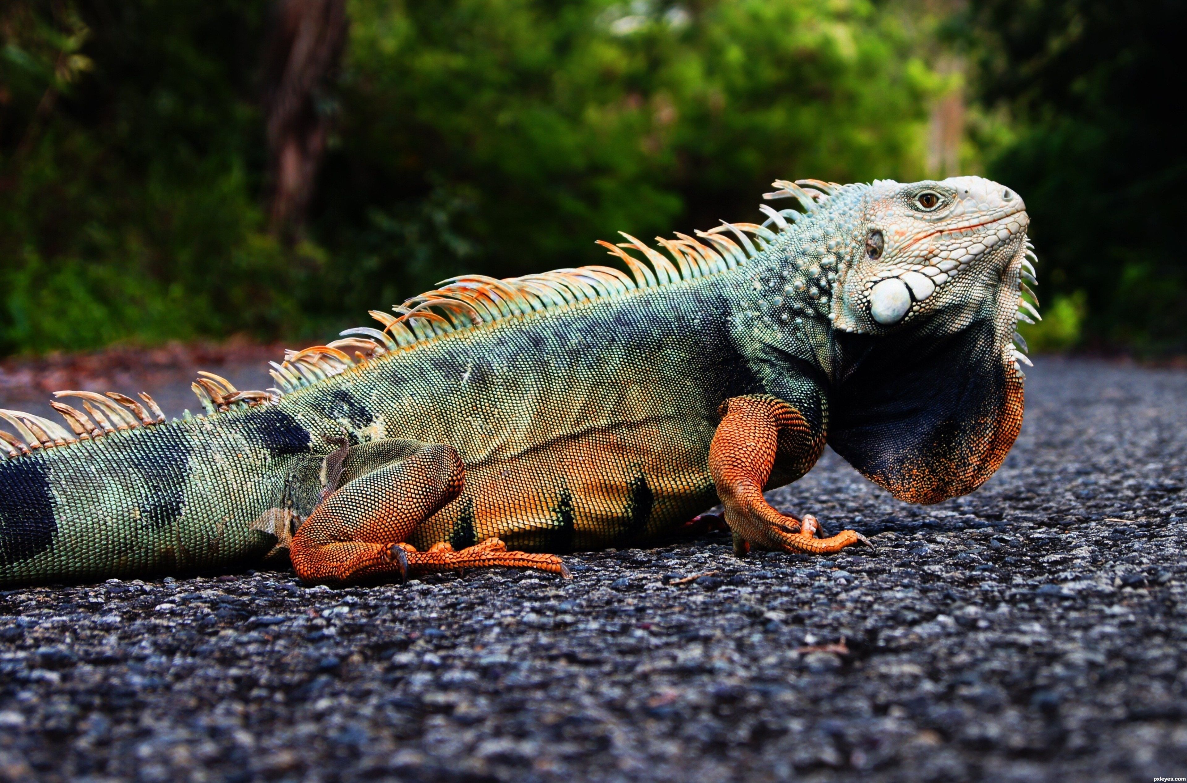 iguana 4k HD wallpaper 1080p