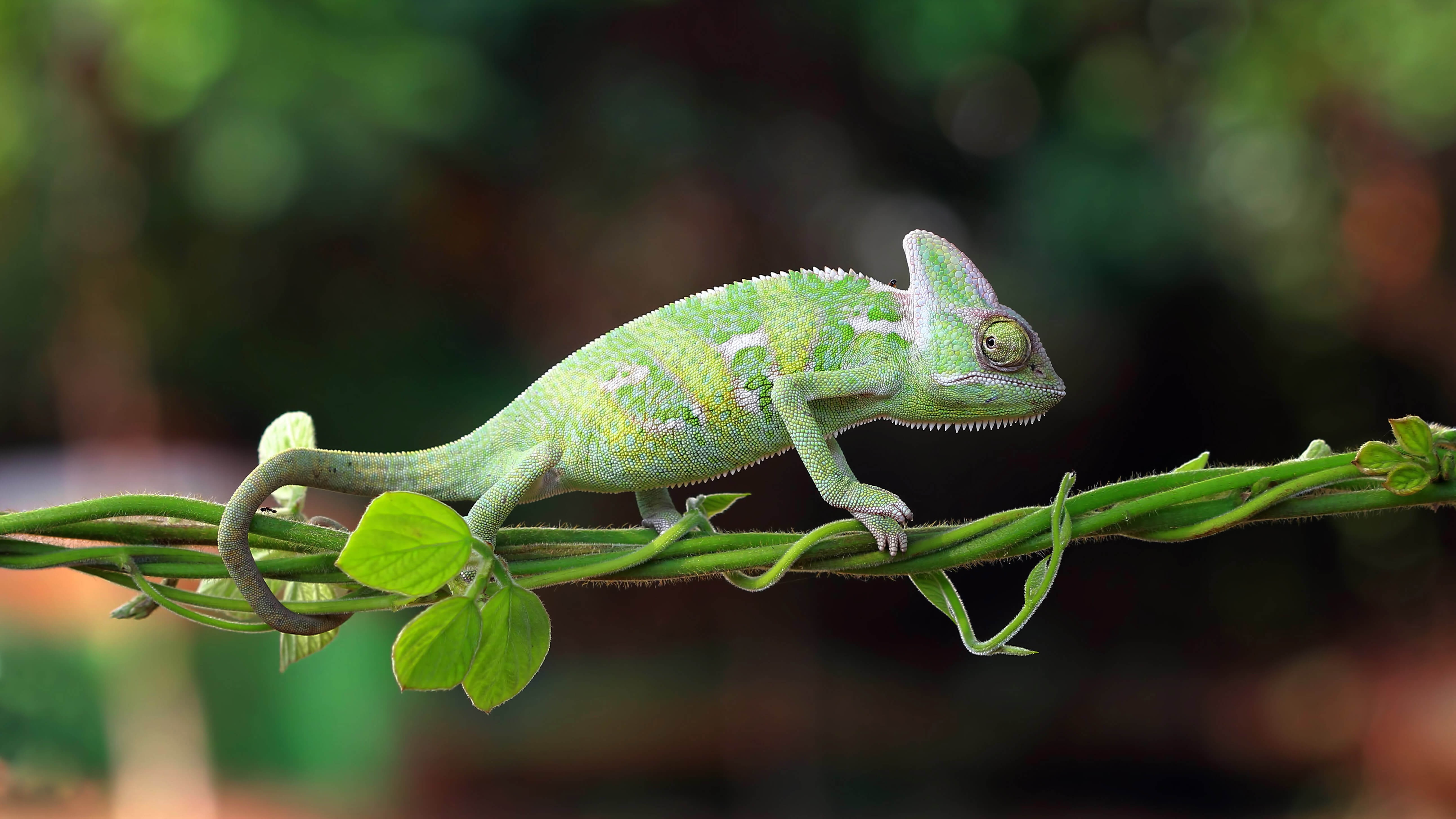 Reptile Lizard Animal Chameleon 4k