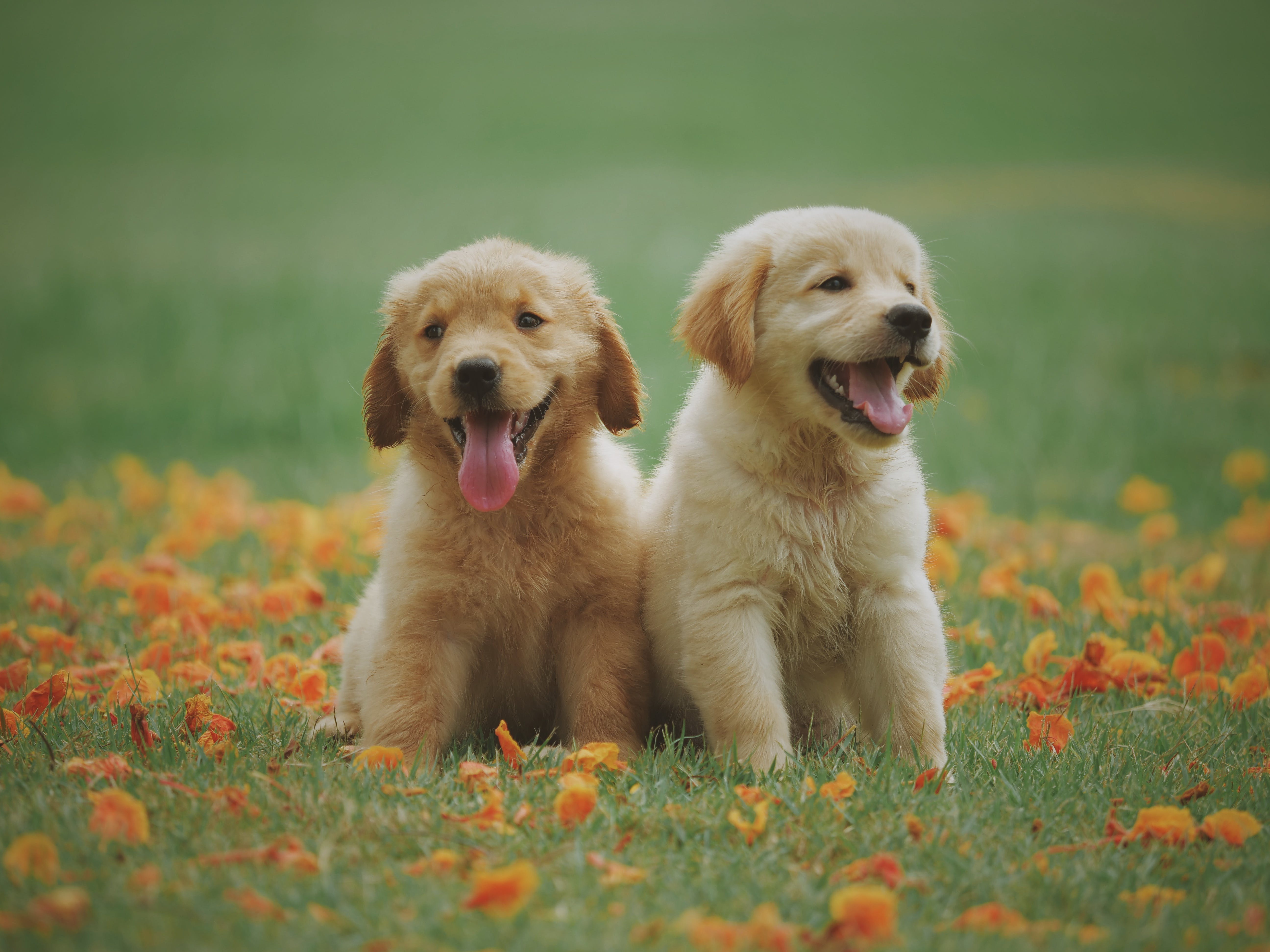 Cute Dogs Photo, Download The BEST