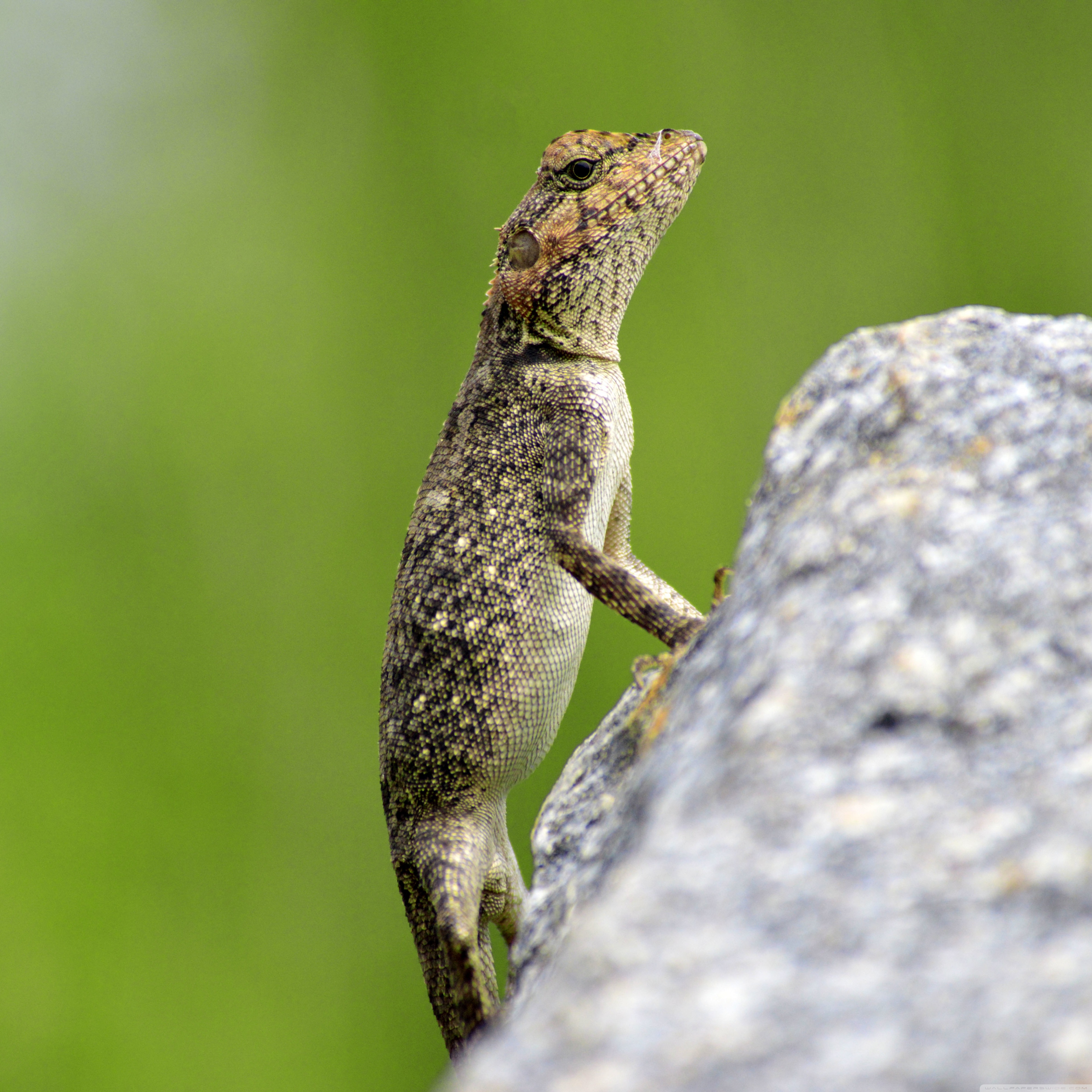 Desktop Background Wallpaper