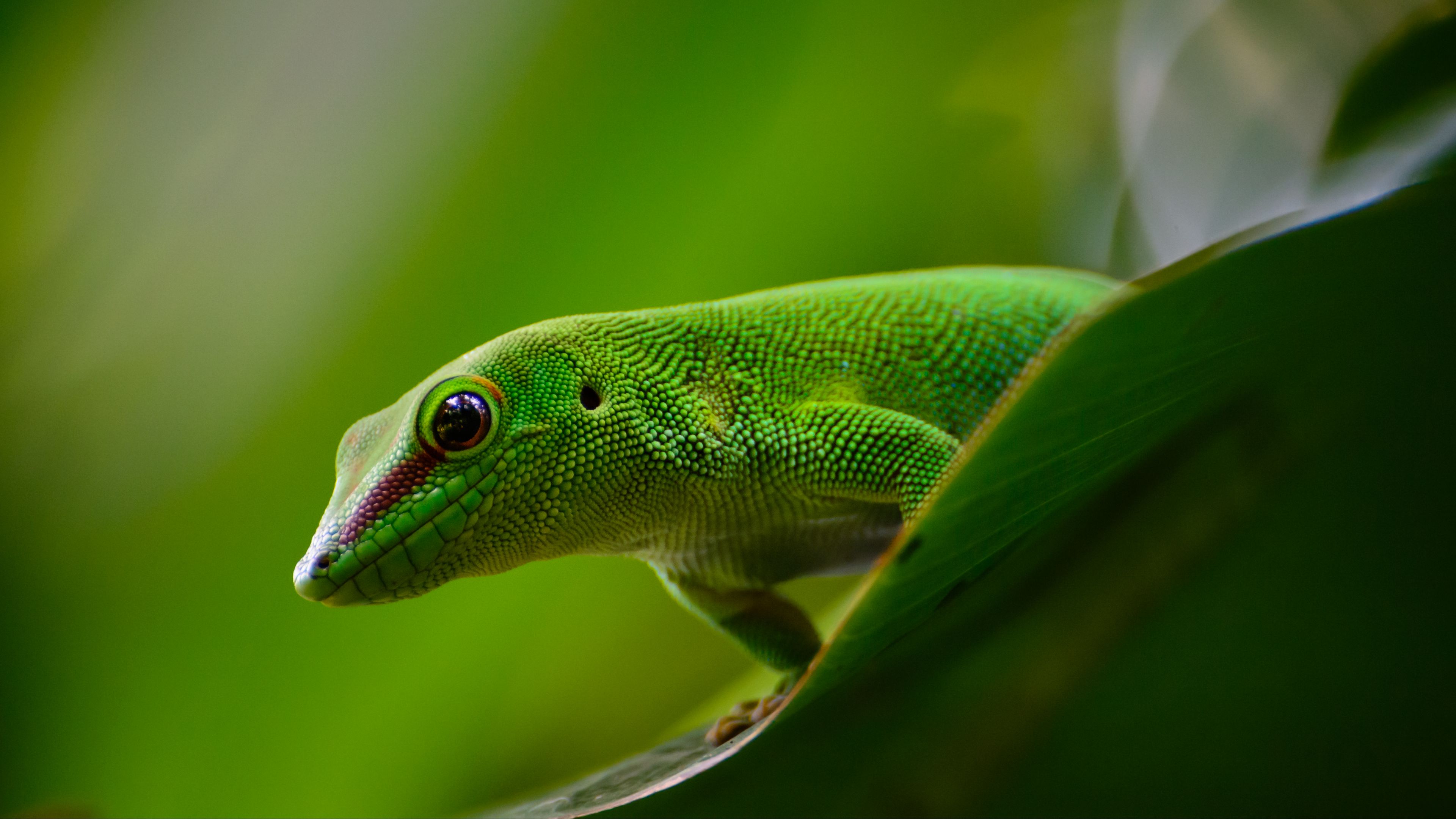 Download wallpaper 3840x2160 gecko
