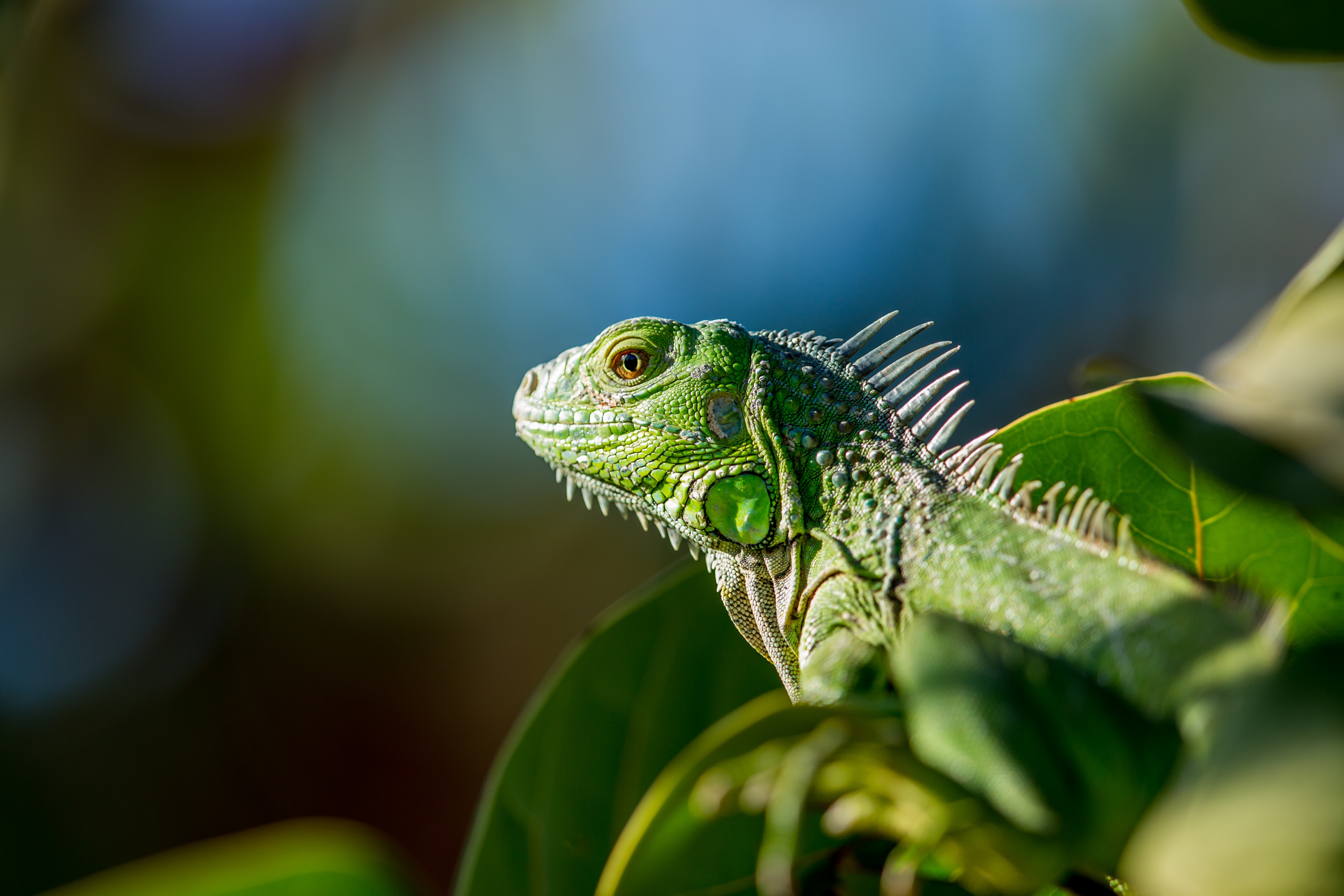garden, iguana, fauna, lizard