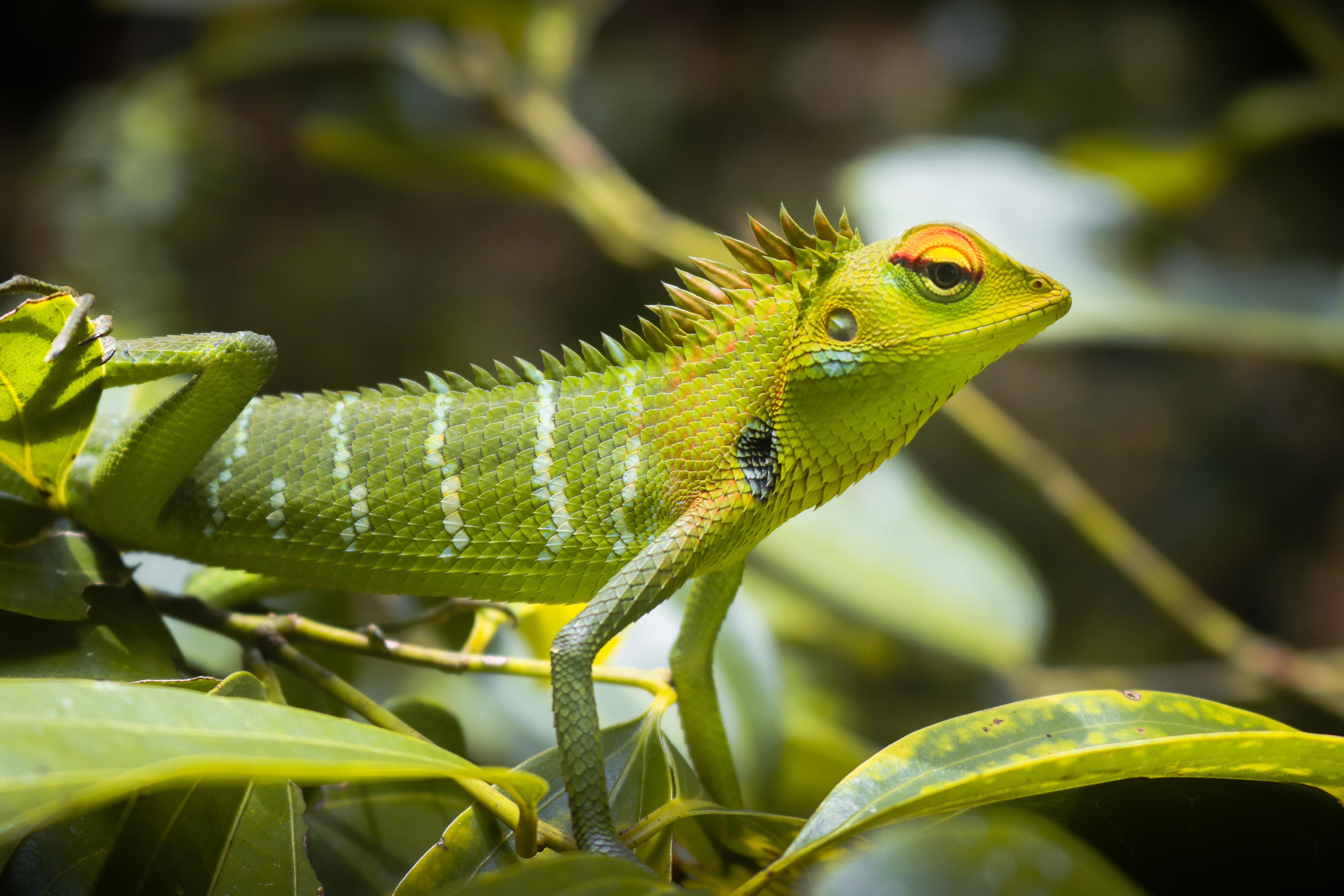 Animal Lizard 4k Ultra HD Wallpaper