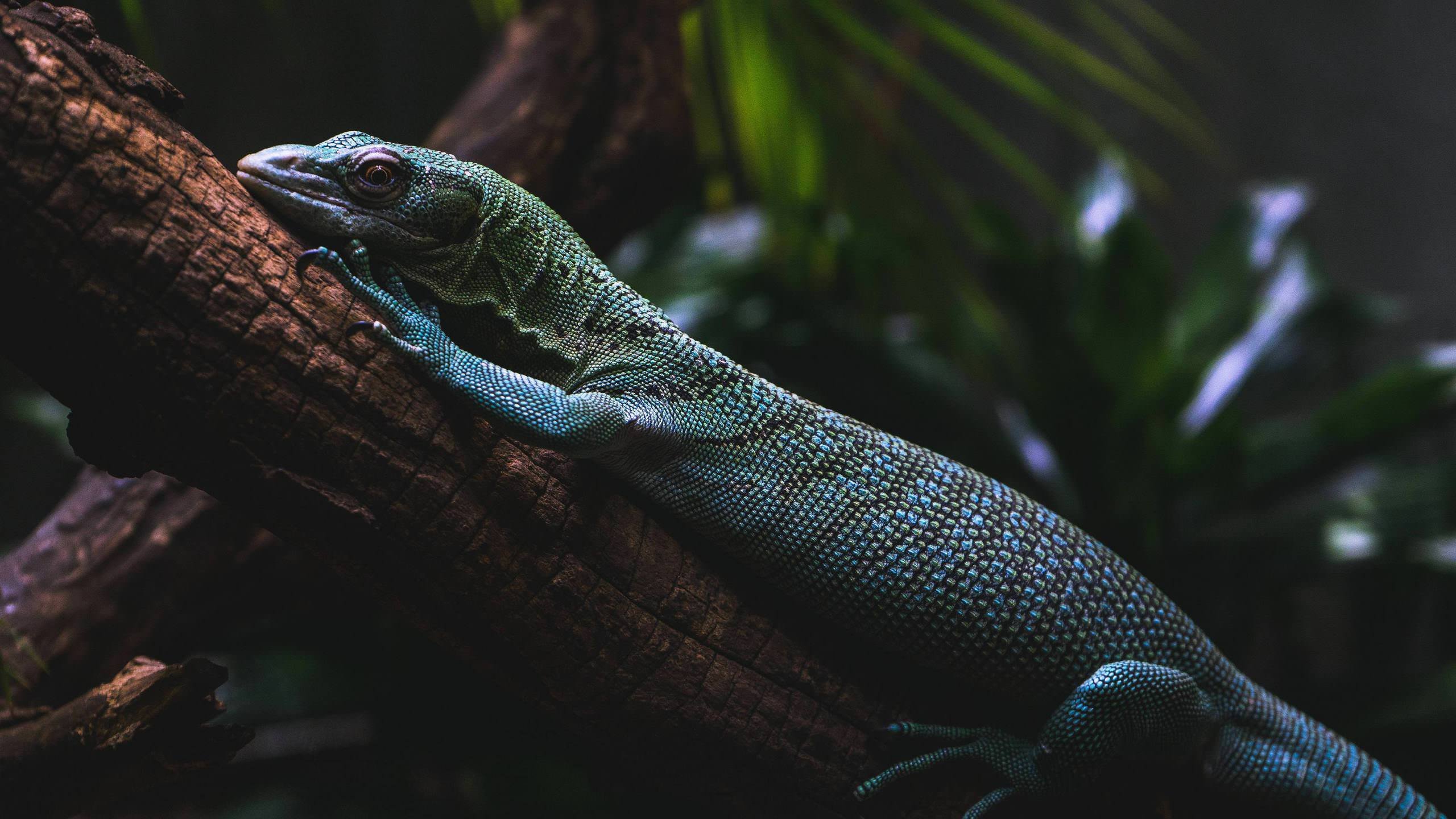 Lizard HD wallpaper