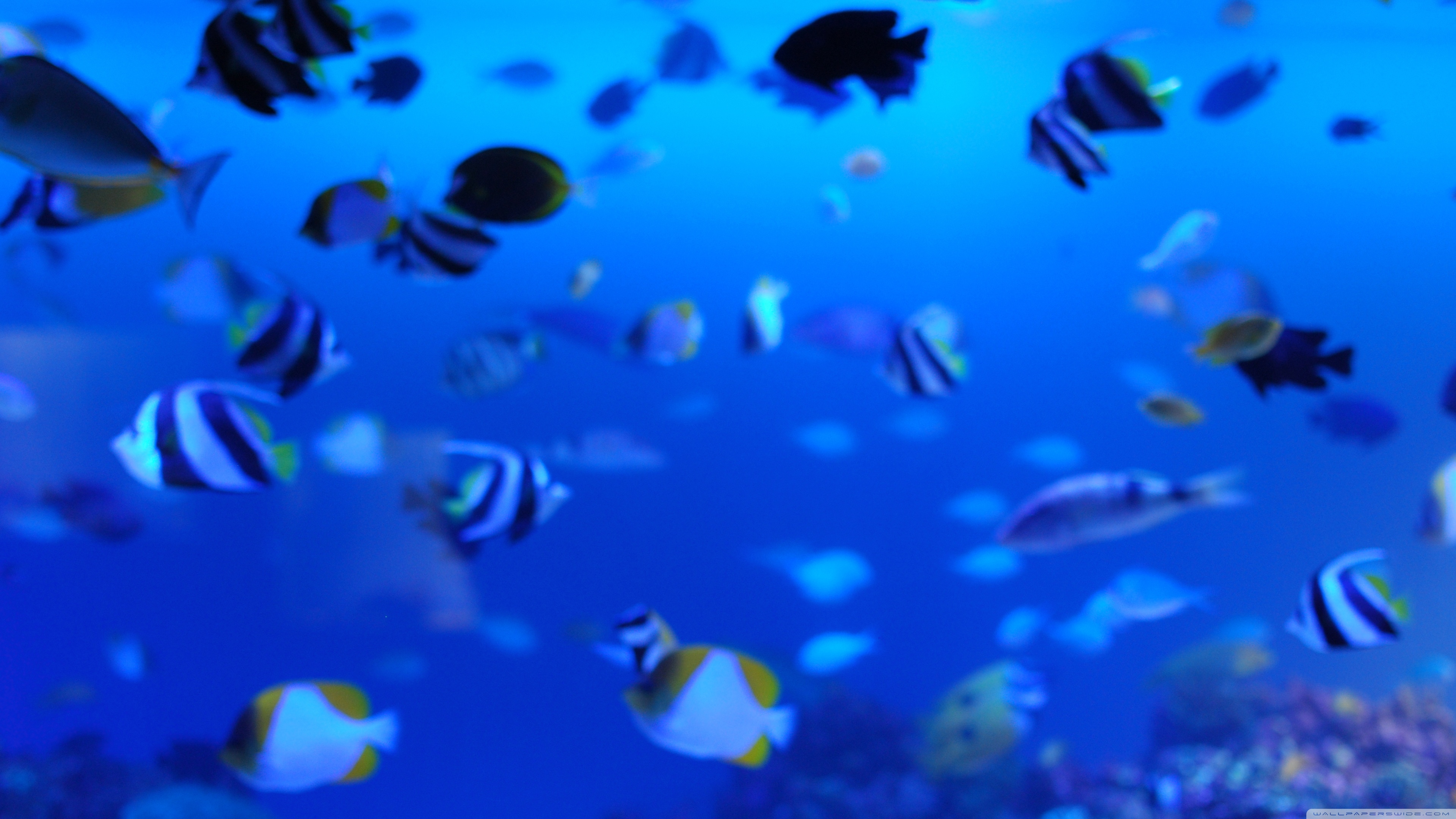 Marine Life Ultra HD Desktop Background