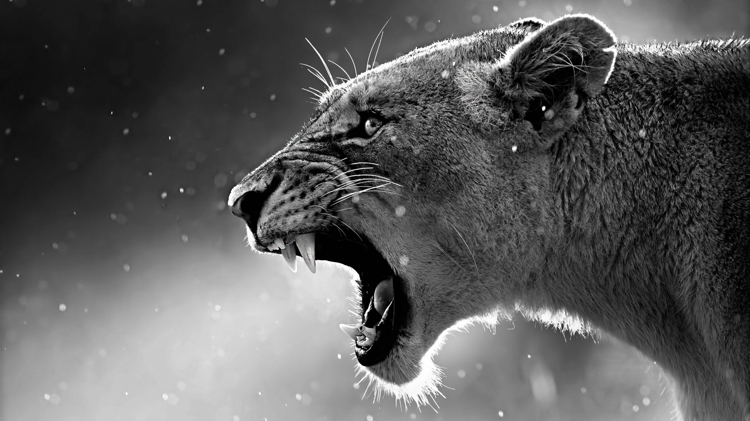UHD 4K Lion Desktop Wallpaper Free