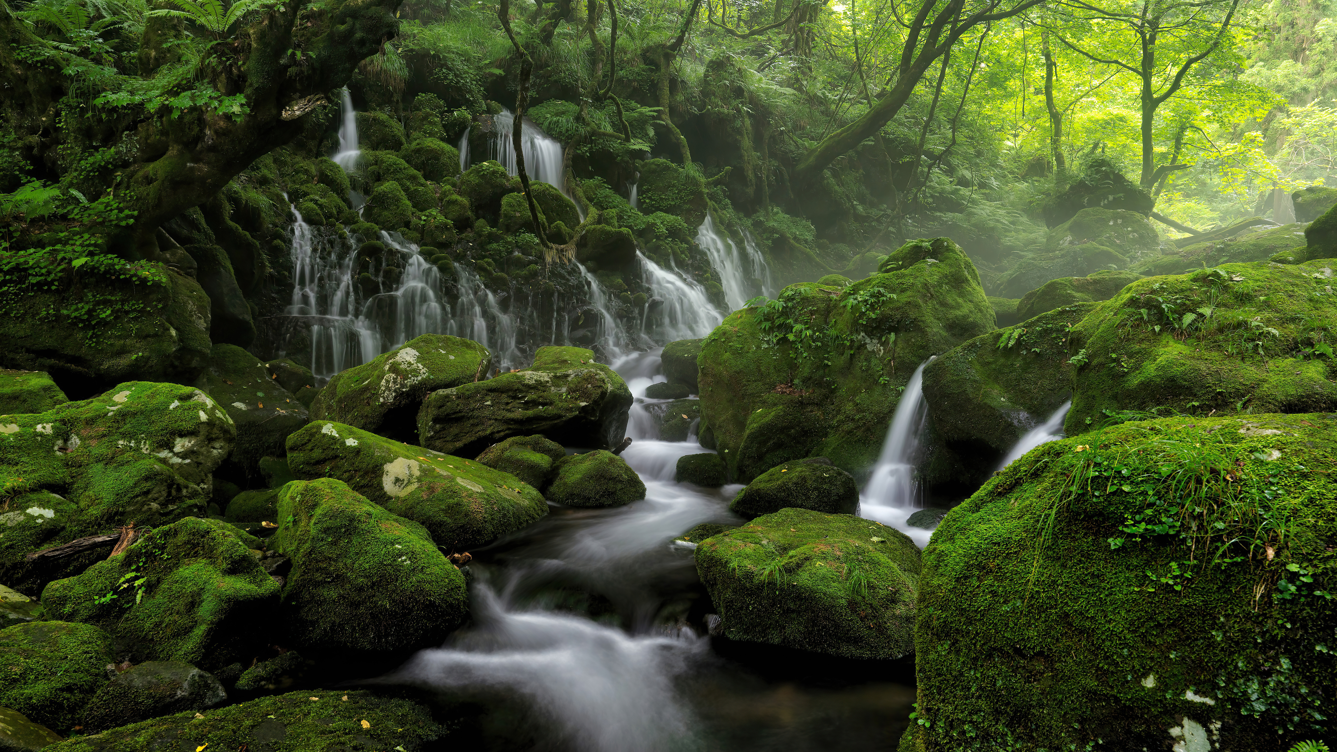 Water Steam Fog Greenery 8k 5K , HD 4k Wallpaper, Image, Background, Photos and Picture