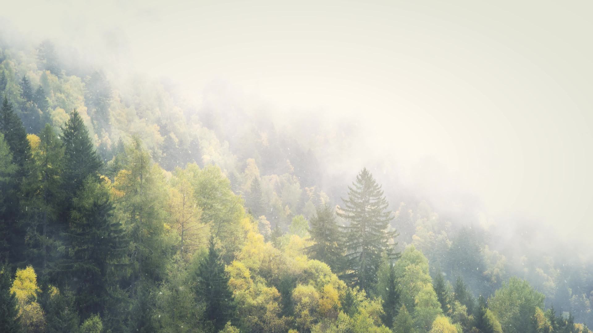 Foggy Winter 4K Living Background