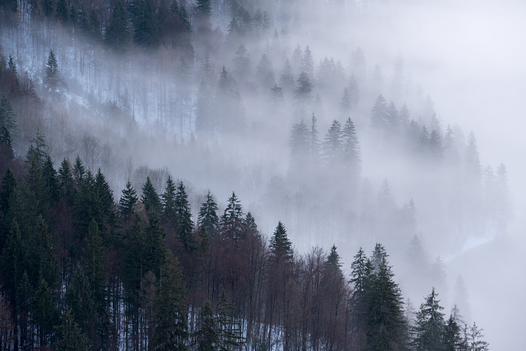 Winter Foggy Forest Wallpapers - Wallpaper Cave