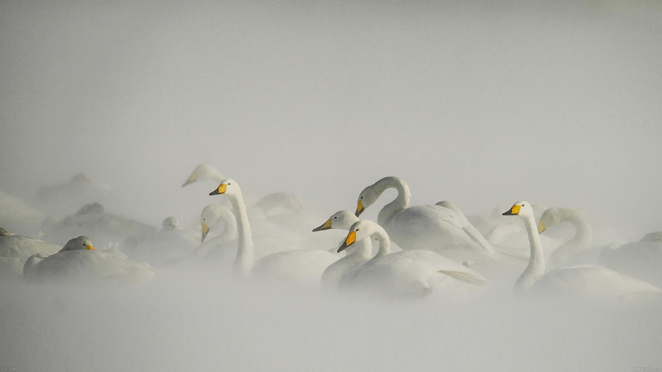 Swan Birds Nature Animal