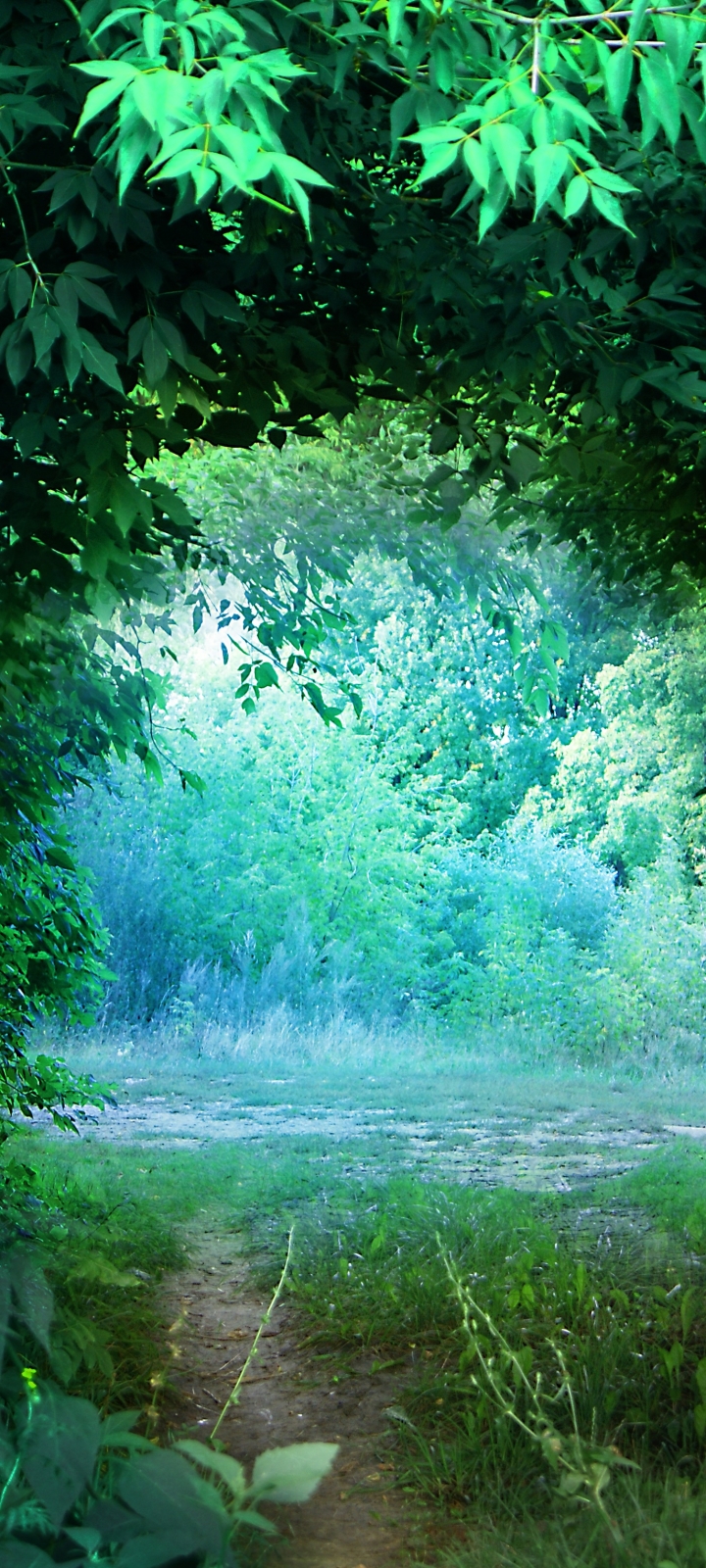 Nature Phone Wallpaper