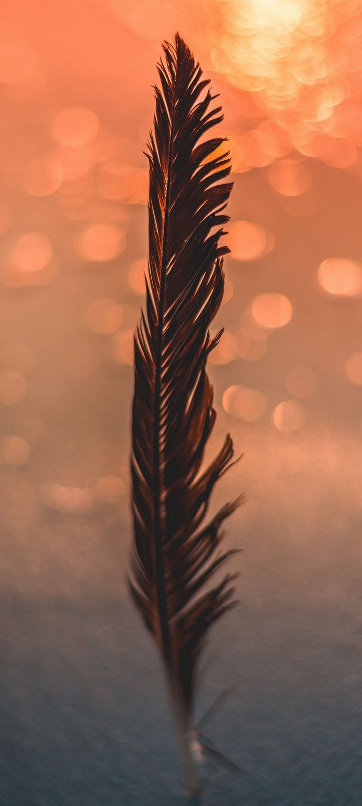 Feather Black Bokeh Wallpaper - [720x1600]