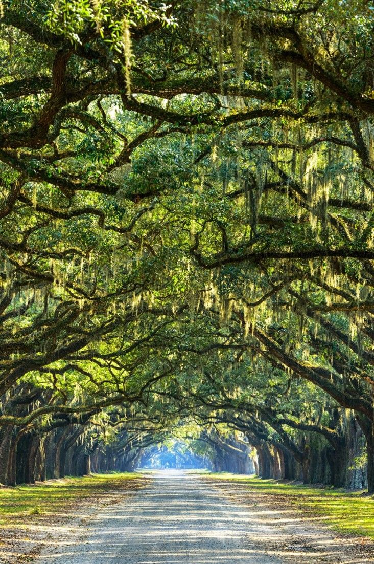 Paths. Wormsloe plantation