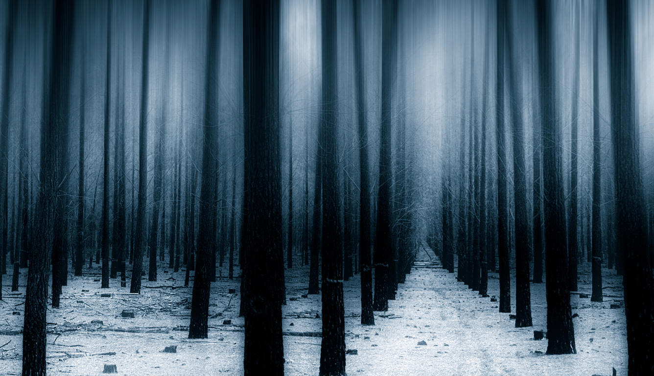Dark Forest Woods Snow Winter 8k