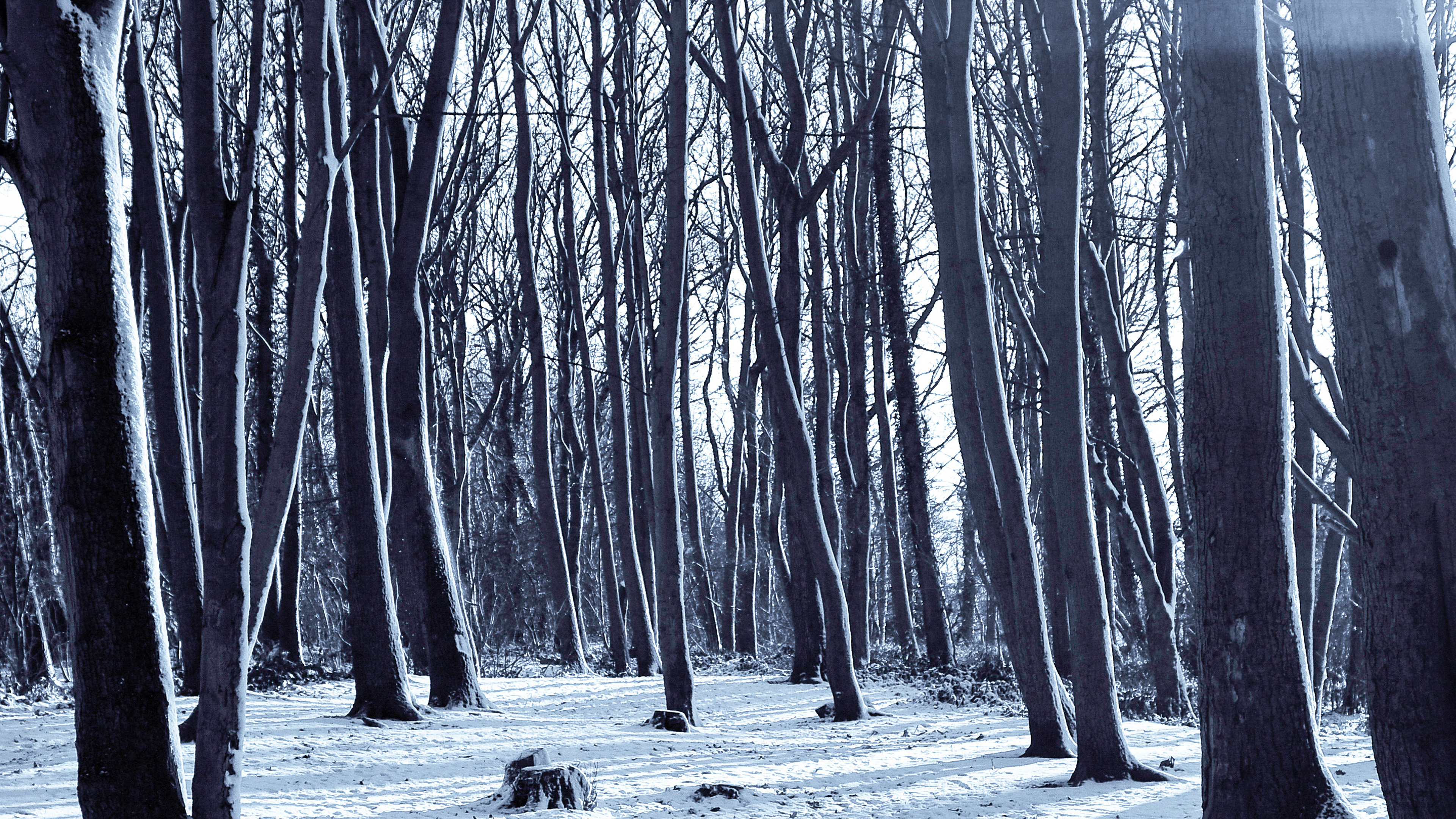 Cold Winter Forest Snow Nature