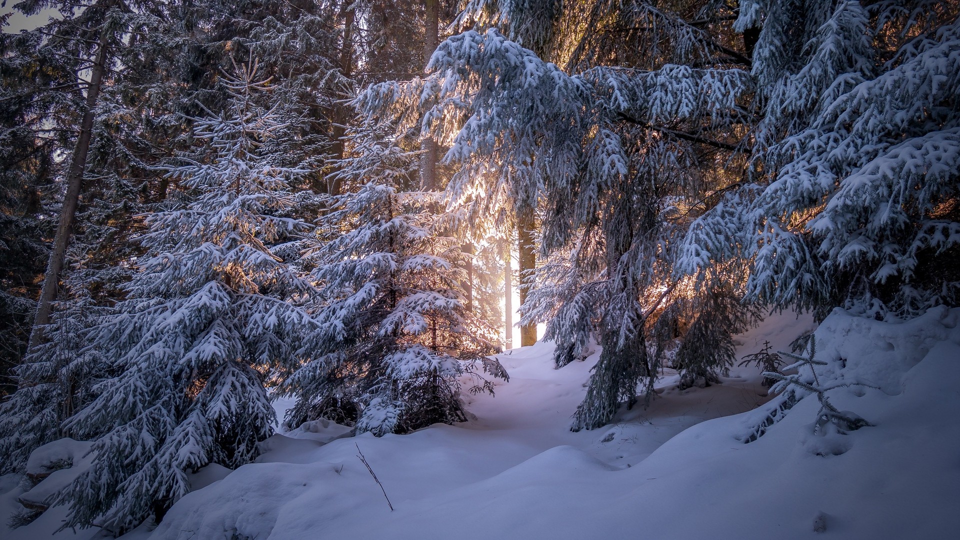 Winter Forest PC Wallpapers - Wallpaper Cave